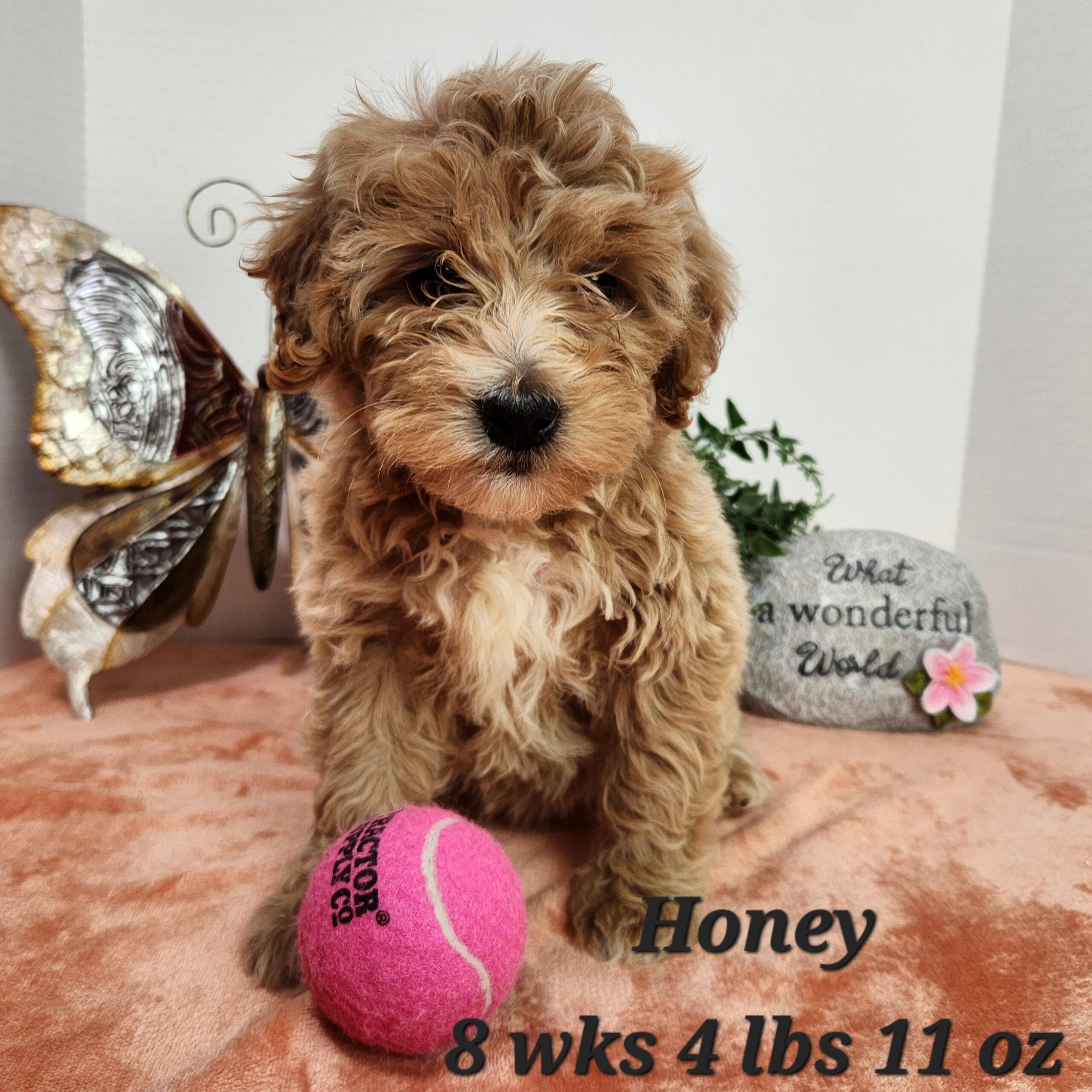 goldend and white chested miniature female goldendoodle