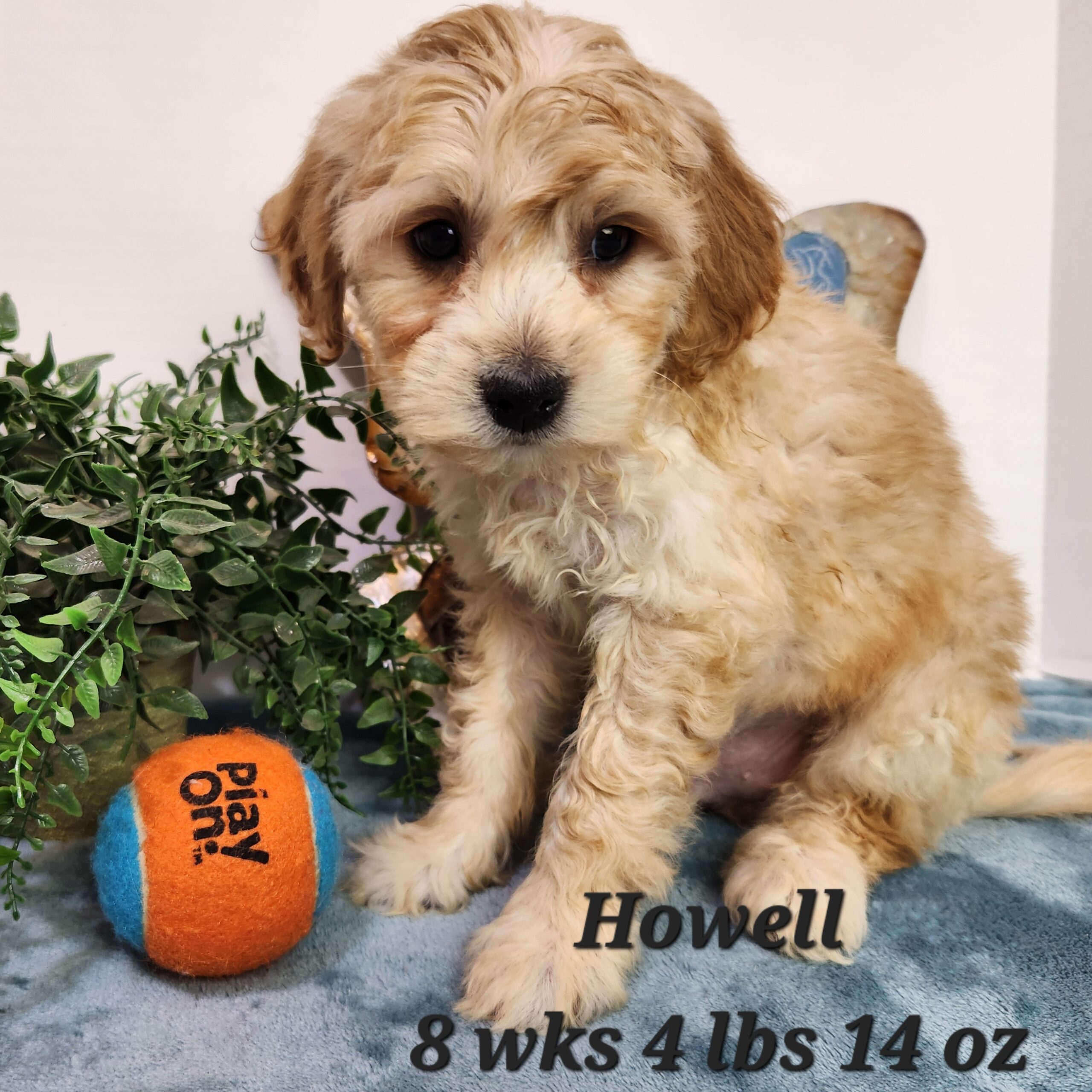 Cream colored Miniature male goldendoodle. wavy hair