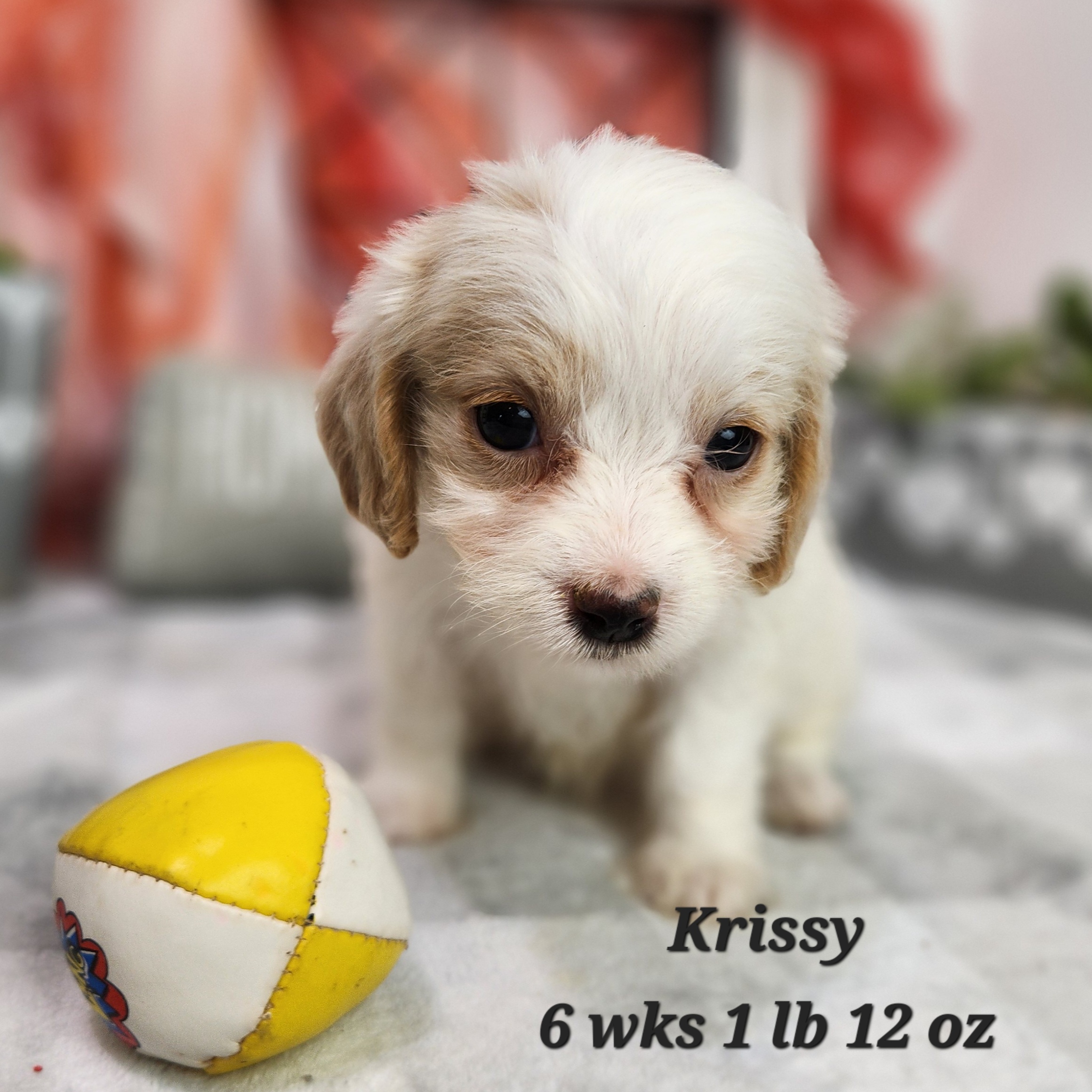 doxiepoo available to all states white with cream female