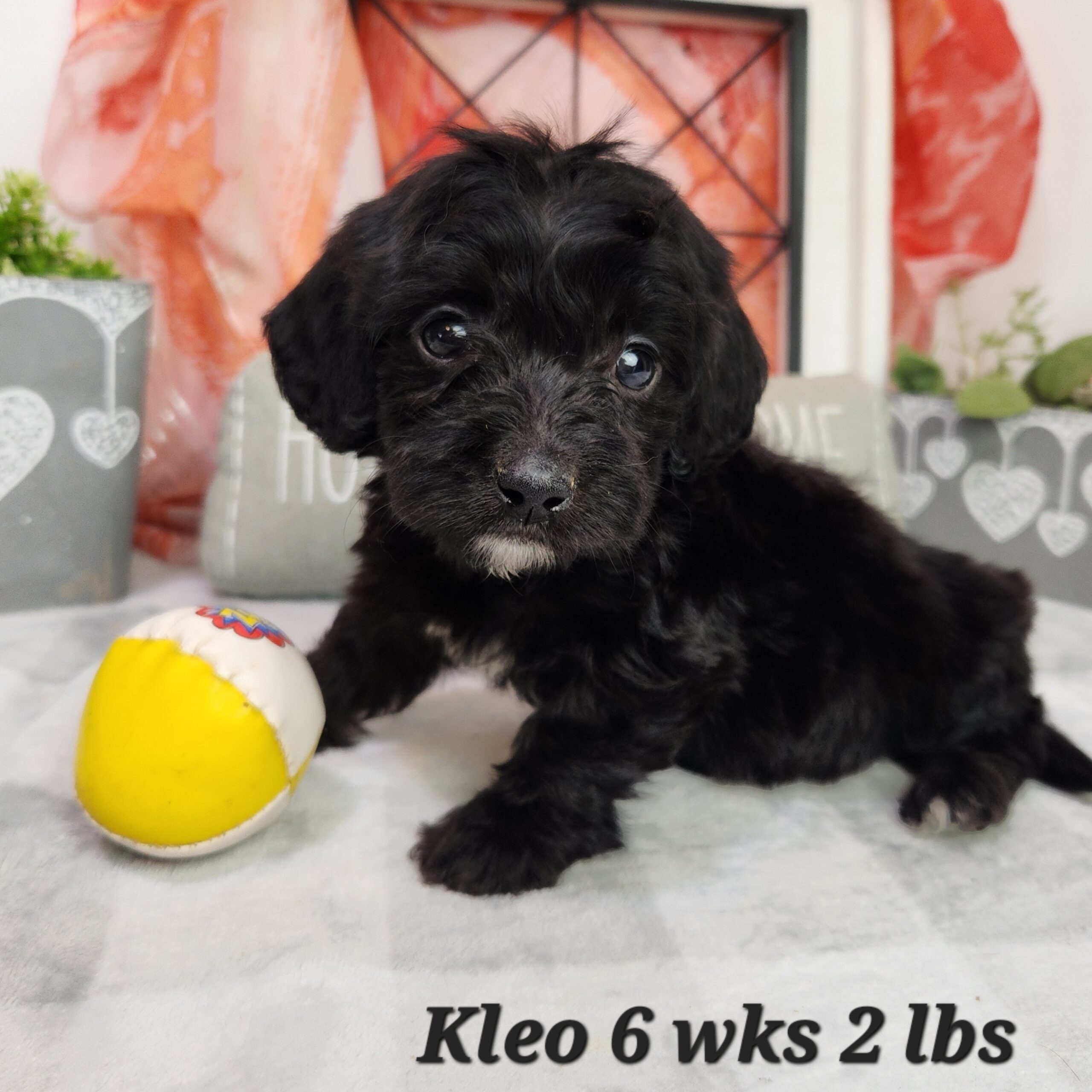 black with white doxiepoo available to all states 