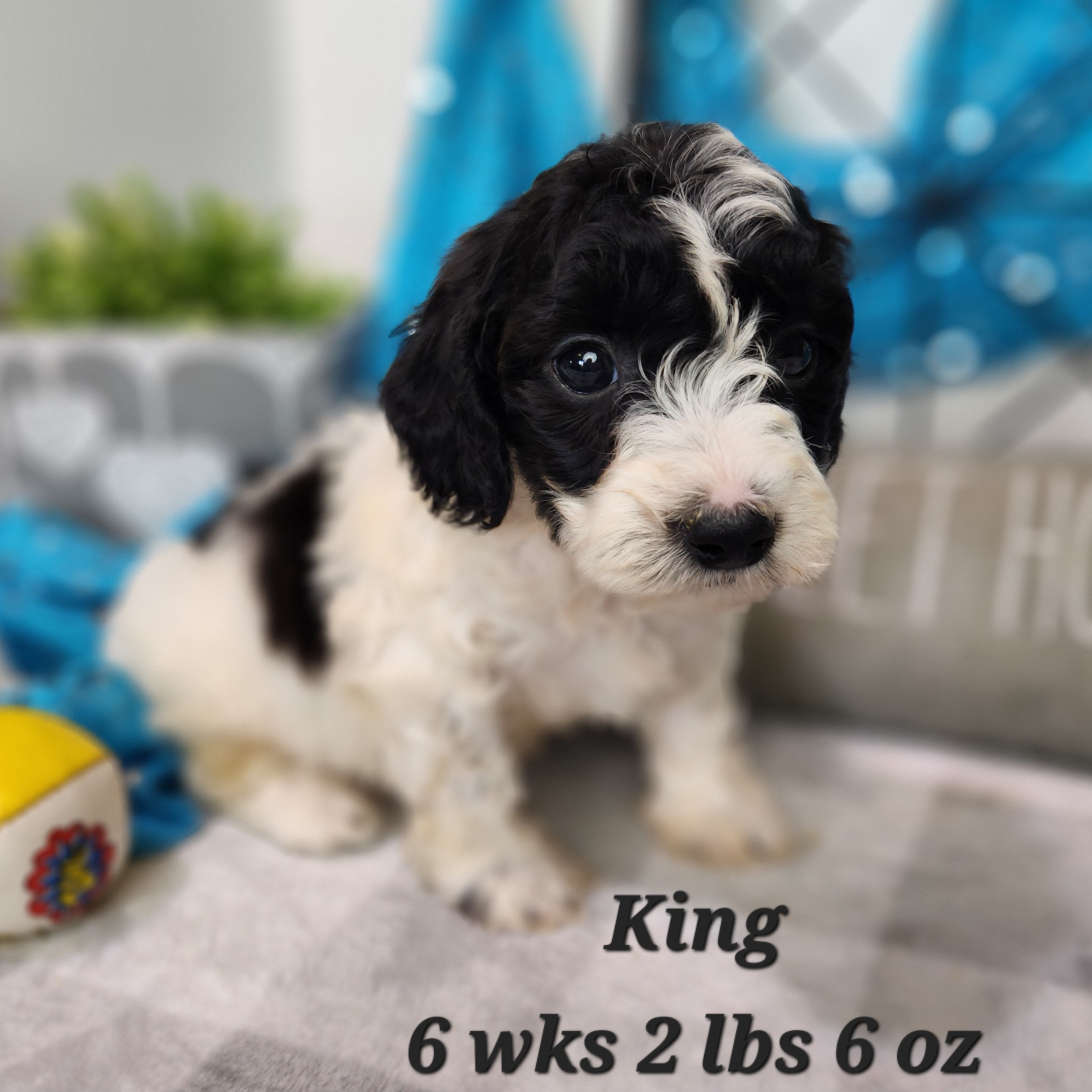 doxiepoo available to all states white and black parti