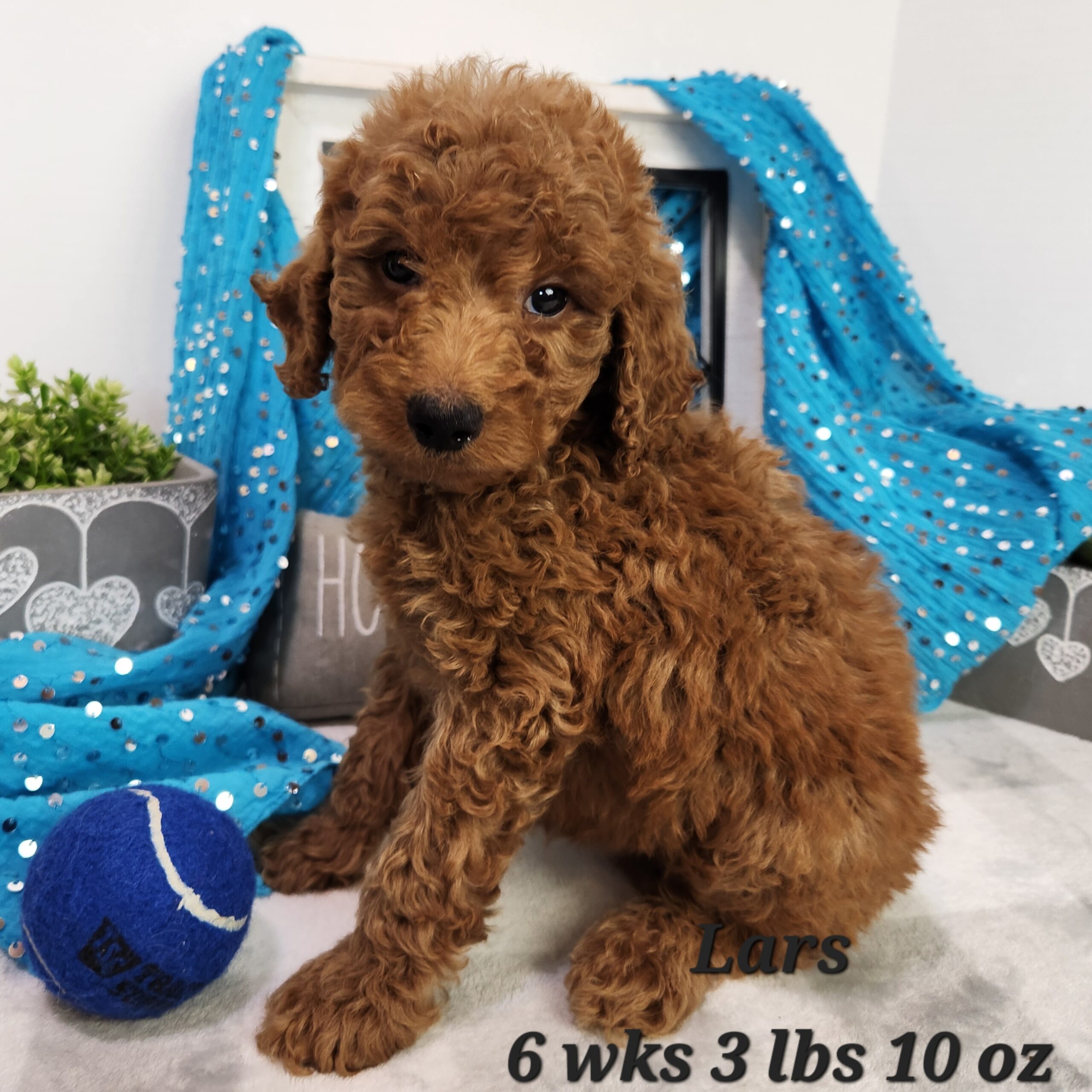 red curly moyen goldendoodle standard
