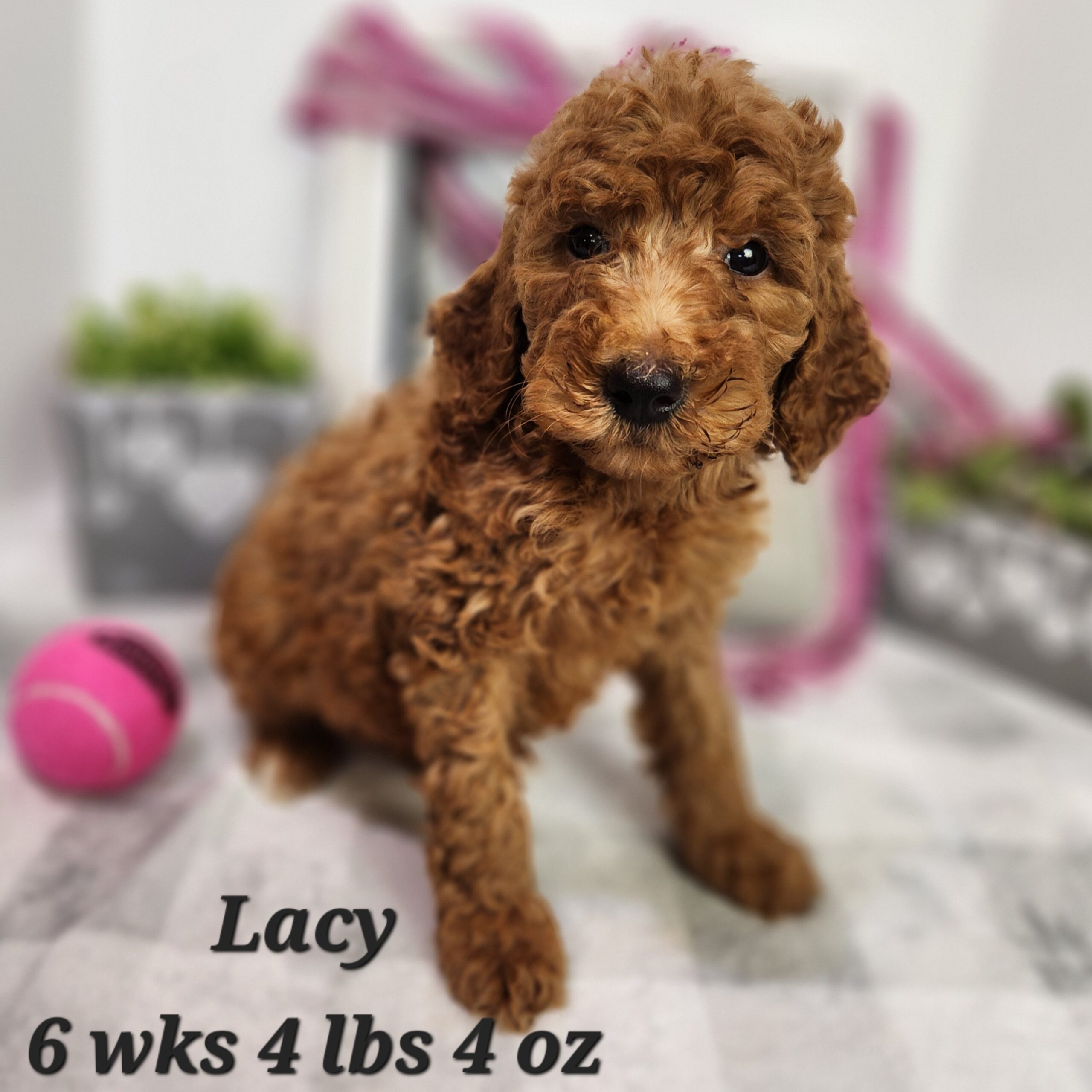 female red standard curly goldendoodle theropy dog trainable