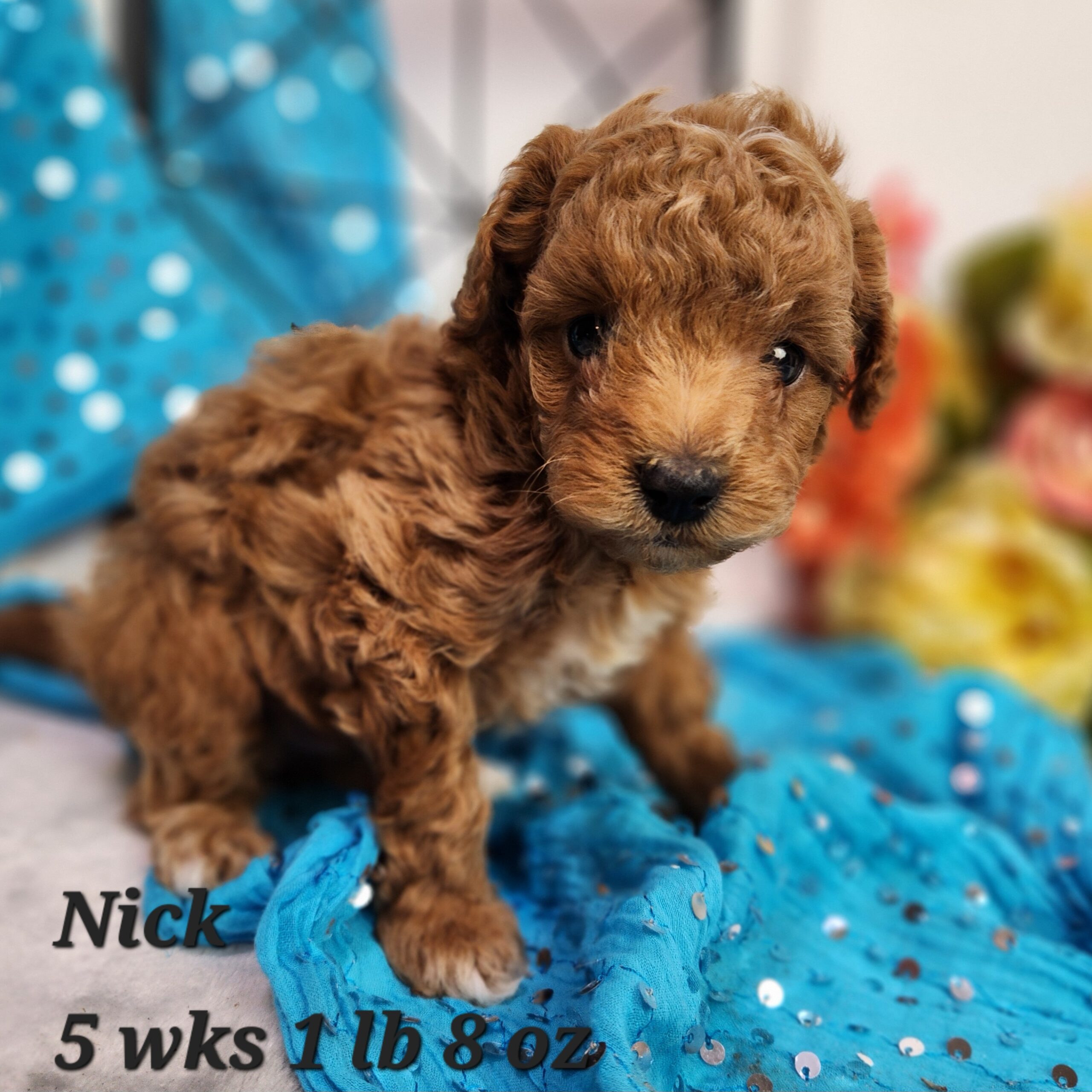 Micro toy miniiature goldendoodle red and white male