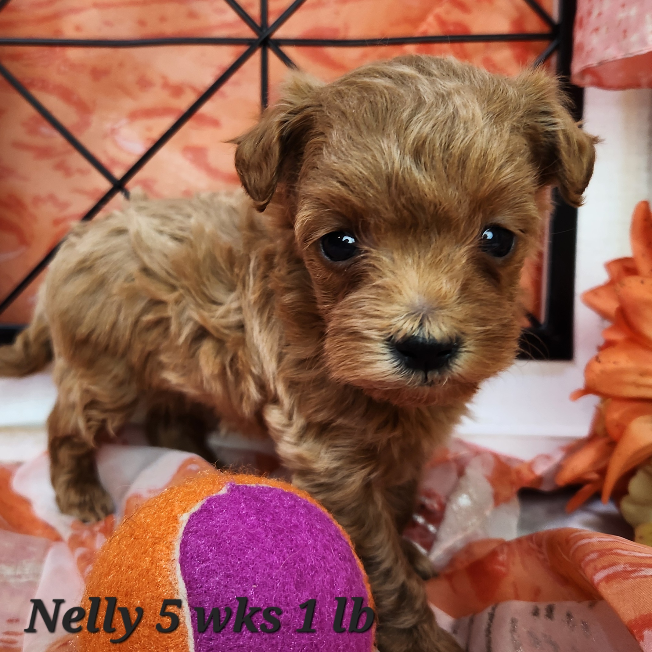 nelly red nebraska micro f1bb goldendoodle nationwide travel