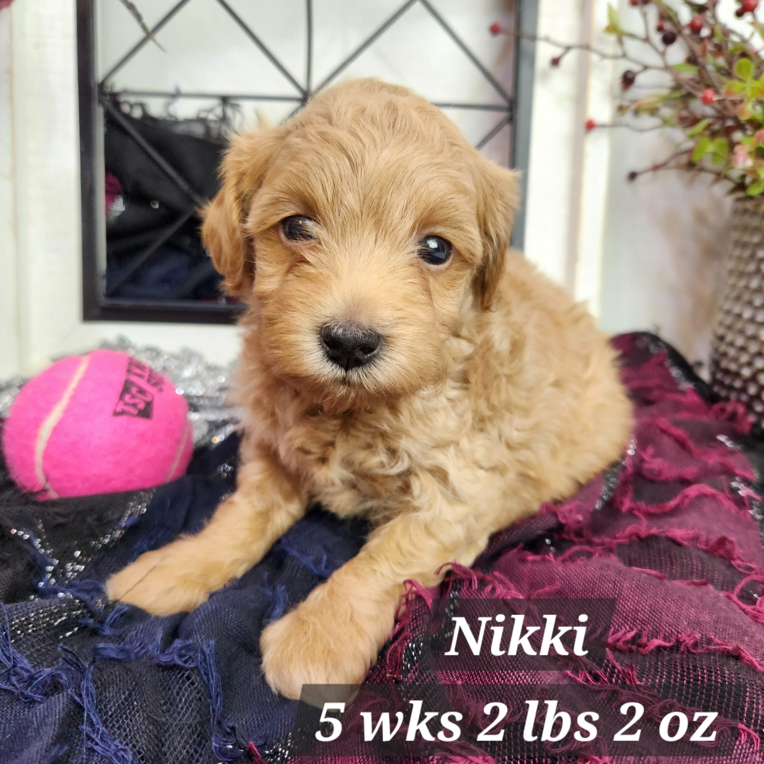 micro curly male goldendoodle
