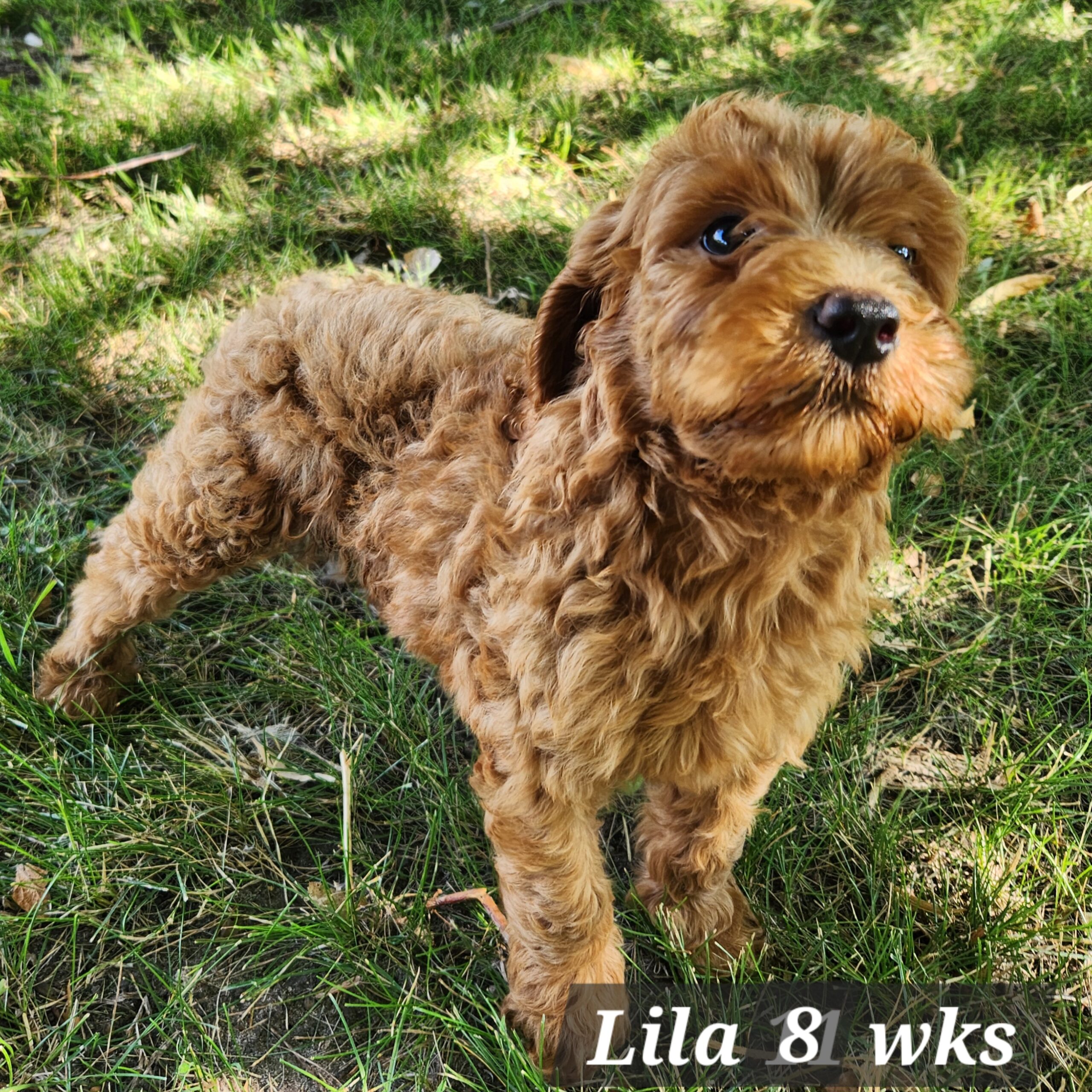 female red male goldendoodle in Nebraska delivered through the united states