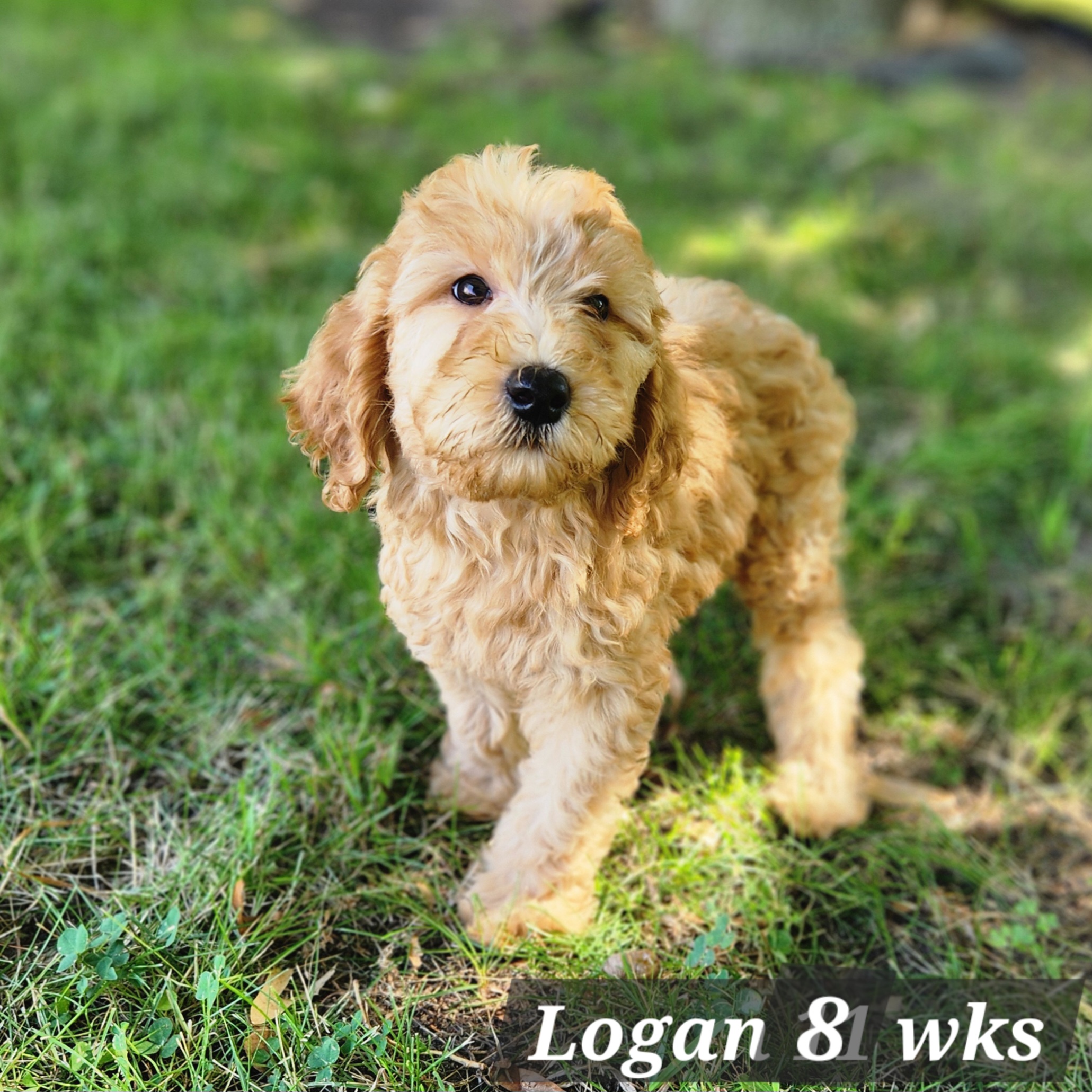 red male goldendoodle in Nebraska delivered through the united states