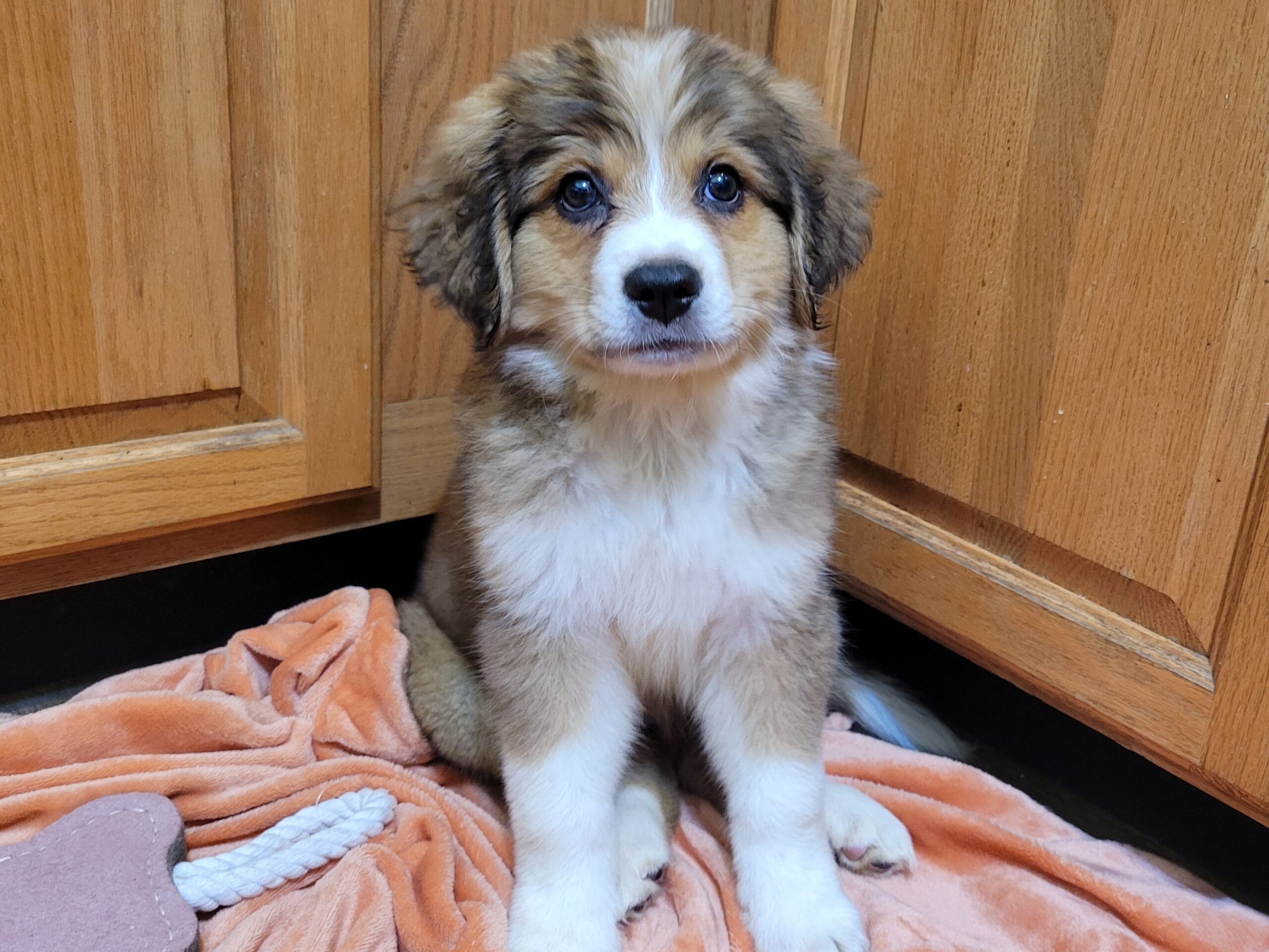 Bernese mountain dog mom and Great Pyrenees dad