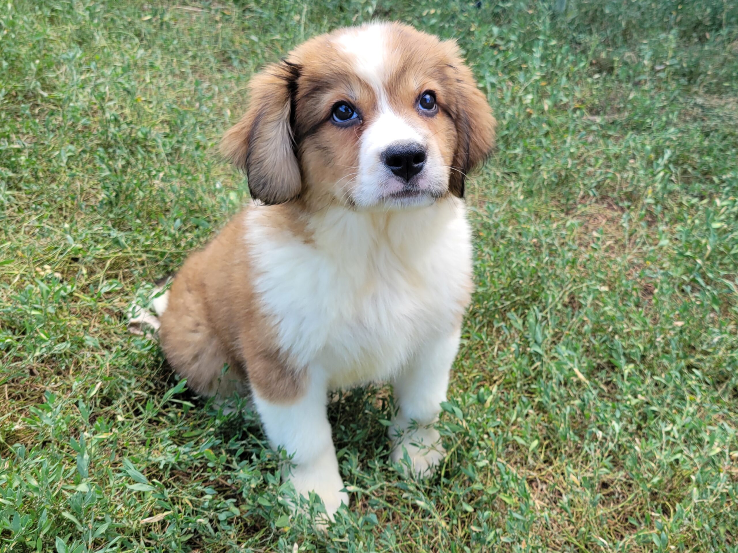 Great Bernese aka Great Pyrenees and Bernese Mountain dog puppy. Female in Nebraska