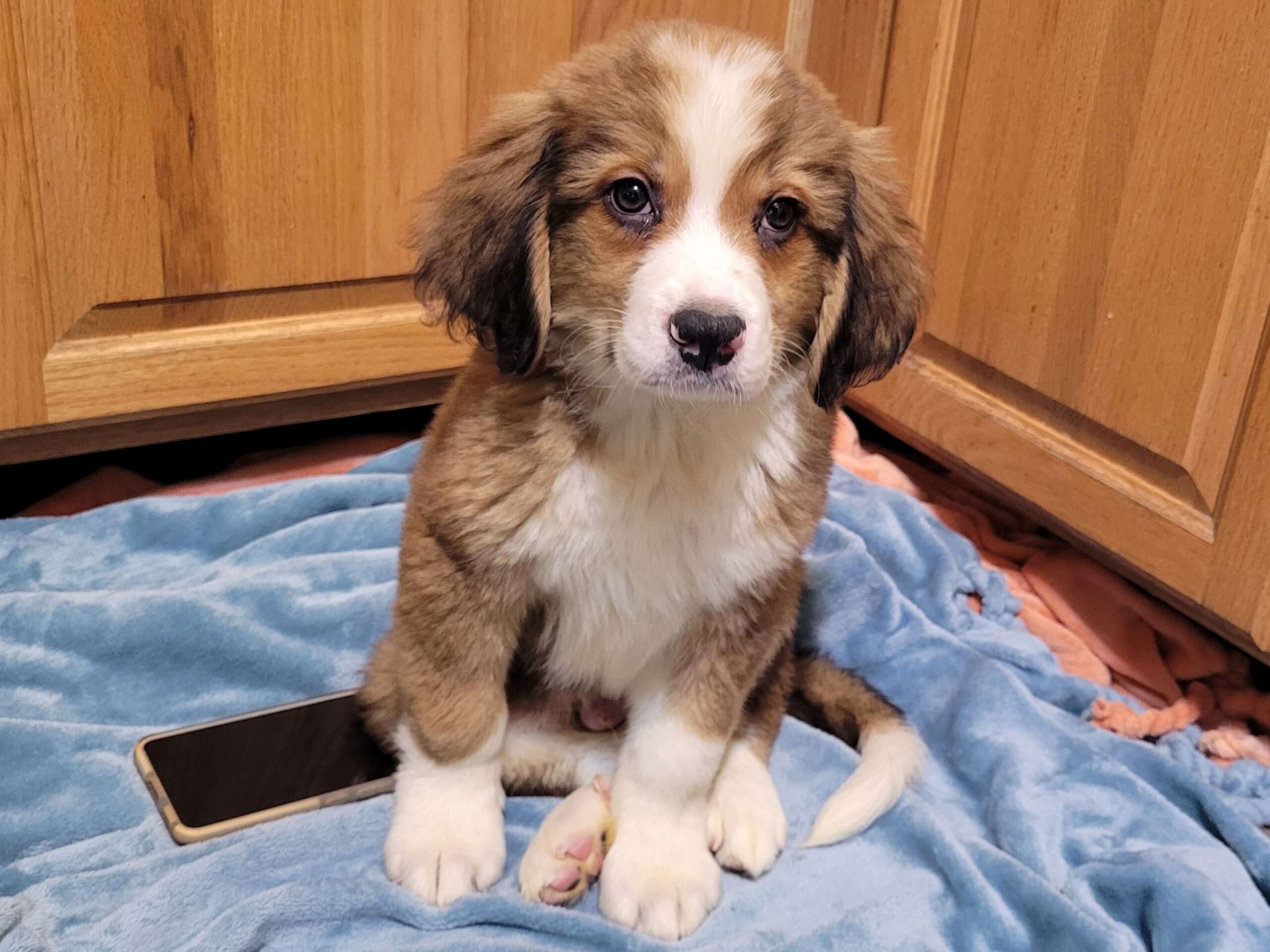 Male Great pyrenees crossed with Bernese mountain dog in Nebraska