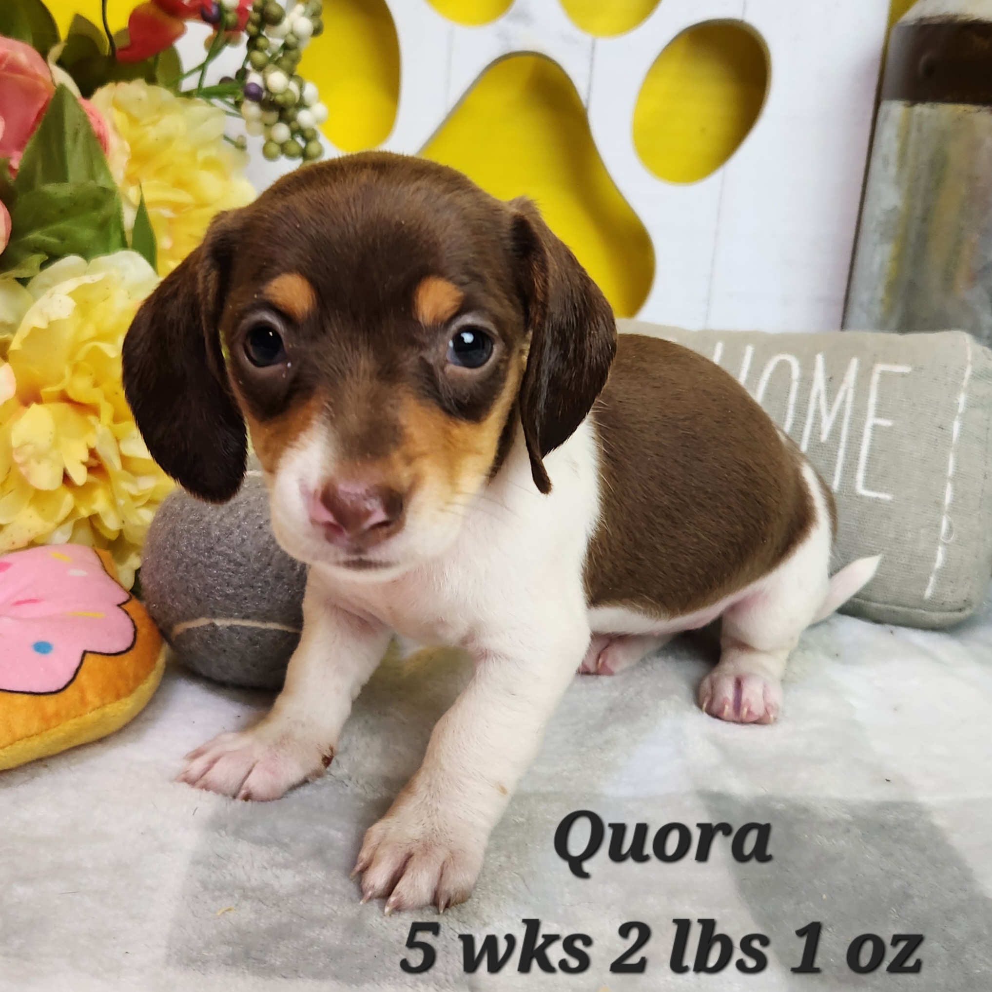 miniature dachshund chocolate white and tan pied in Nebraska<br />
