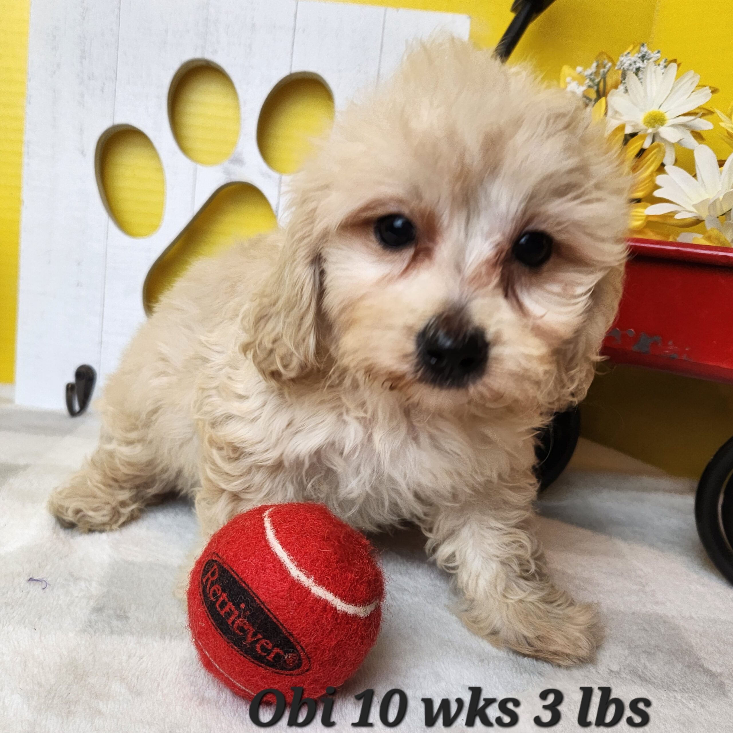 Mini Dachshund crossed with mini poodle cream male