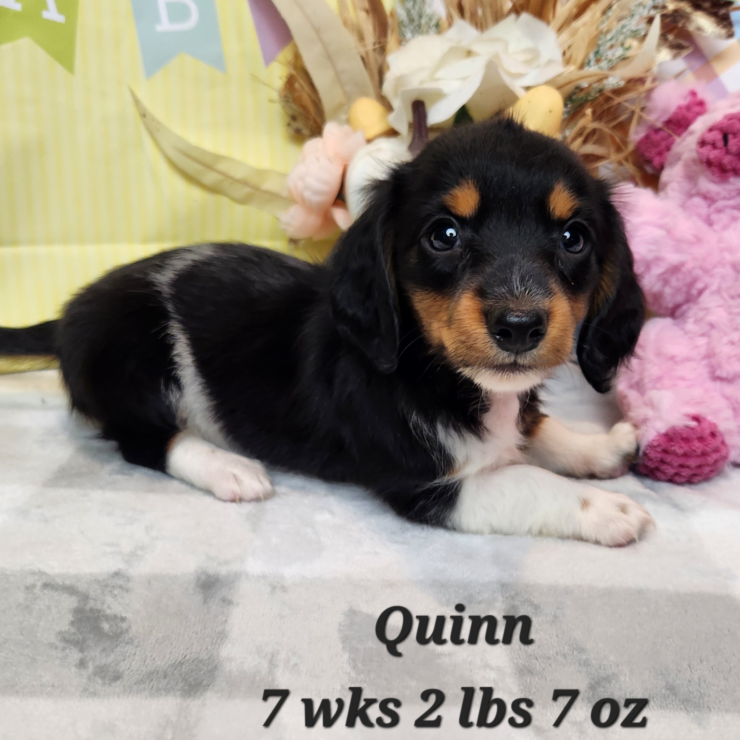 Miniature Dachshund long hair black white and tan female in Nebraska