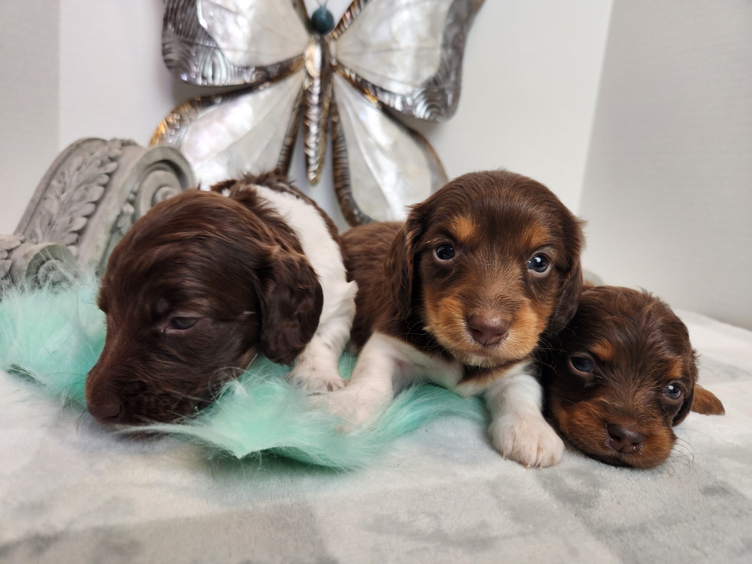 Miniature Dachshund long hair black white and tan female in Nebraska