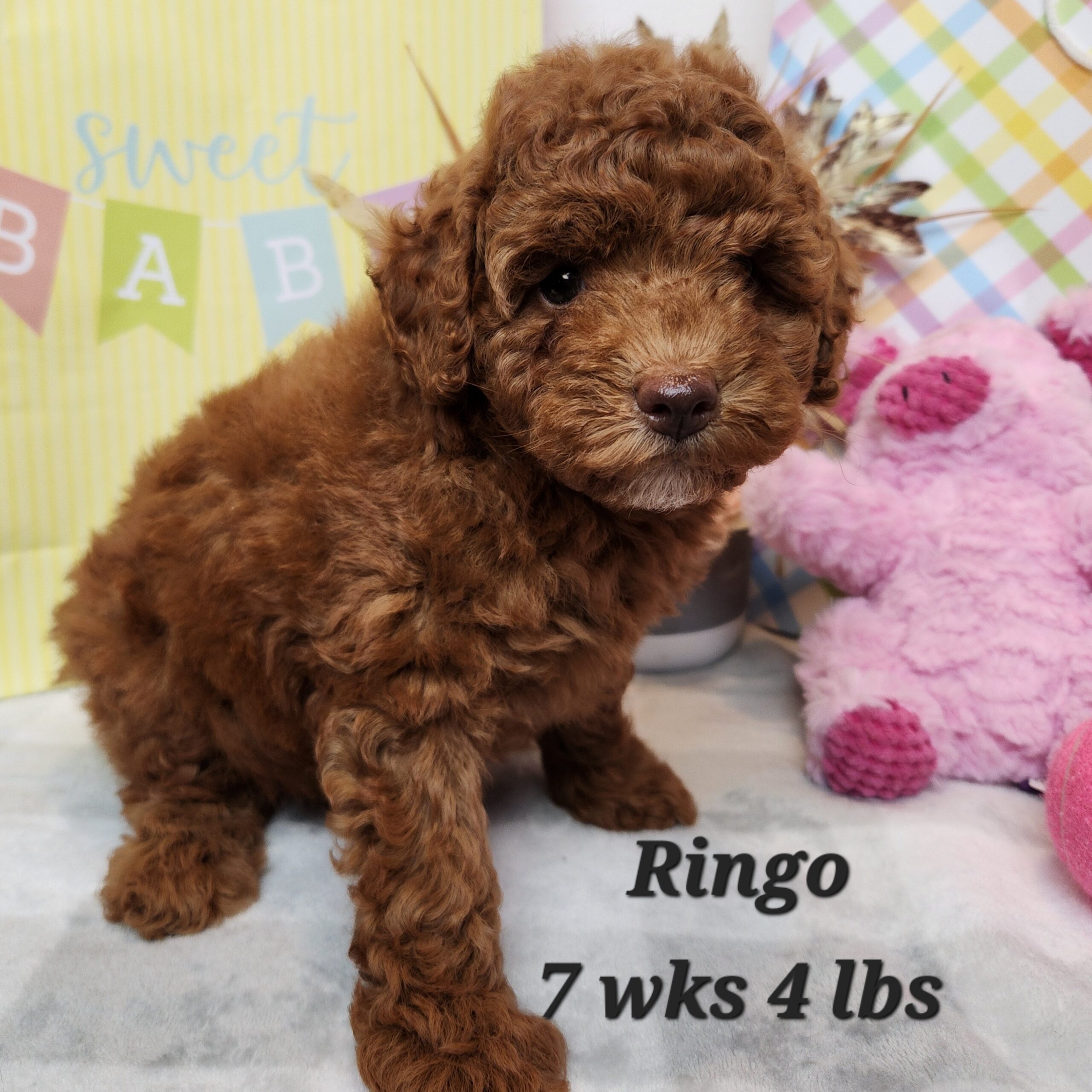 Red Female miniature goldendoodle in Nebraska