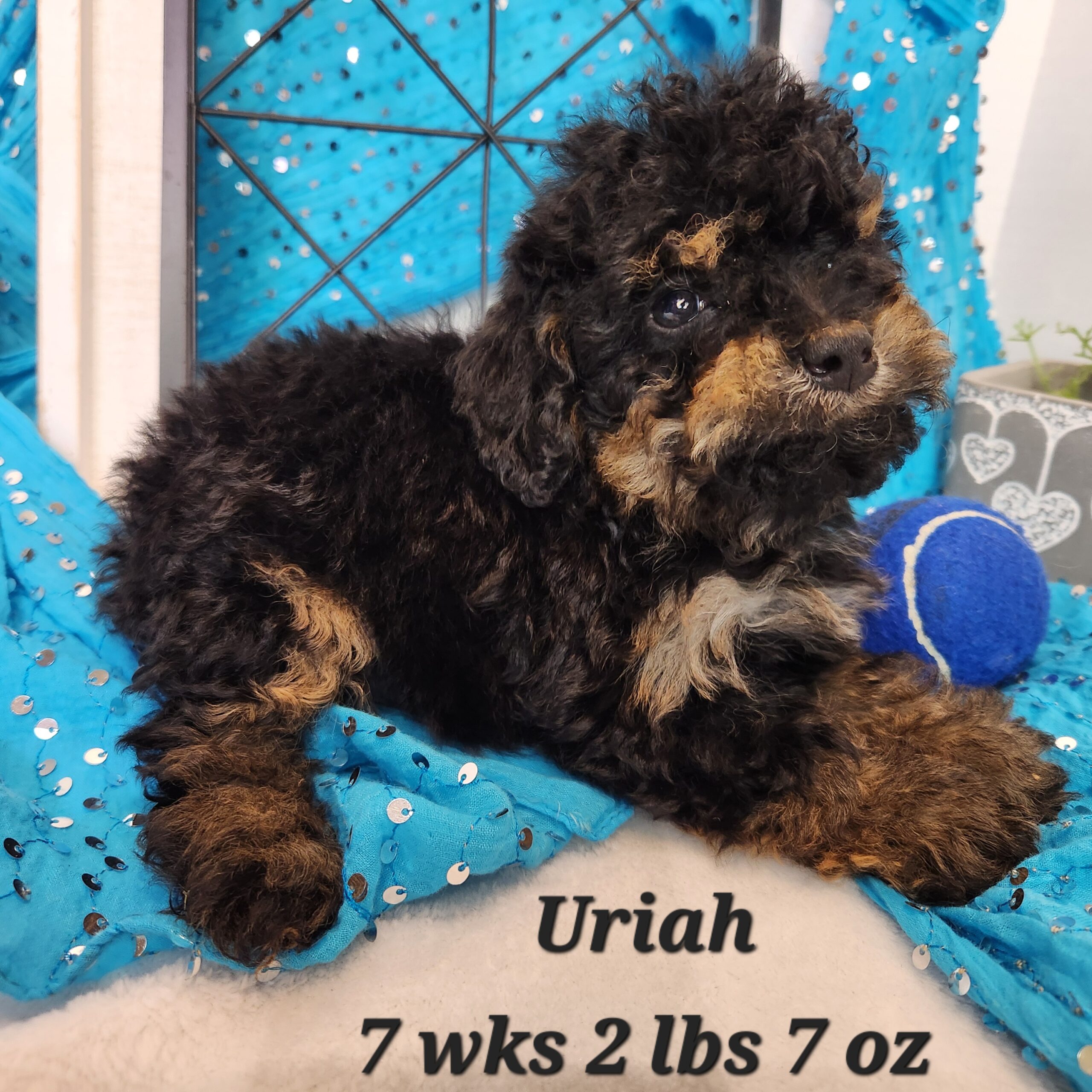 Great Bernese aka Great Pyrenees and Bernese Mountain dog puppy. Female in Nebraska