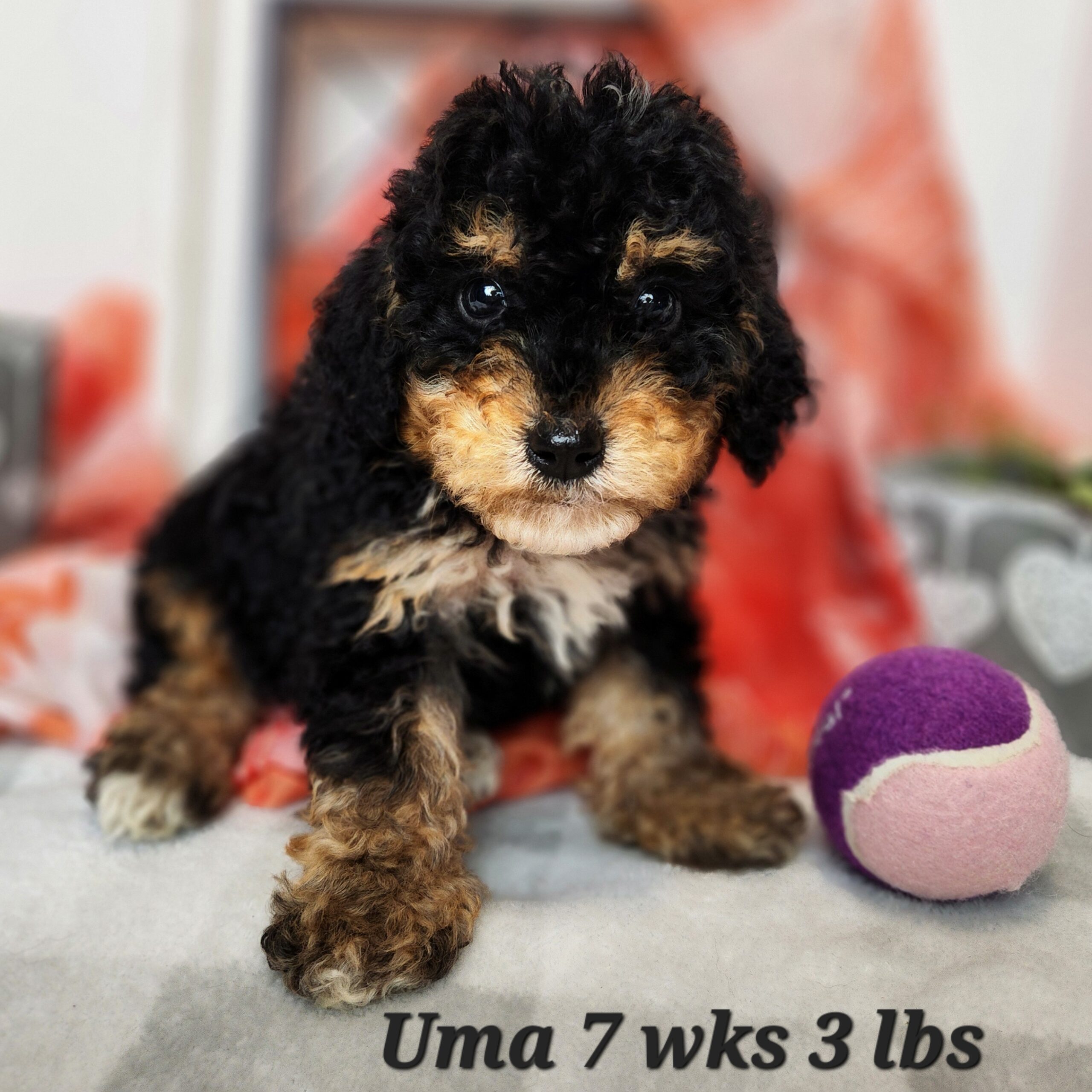 Great Bernese aka Great Pyrenees and Bernese Mountain dog puppy. Female in Nebraska