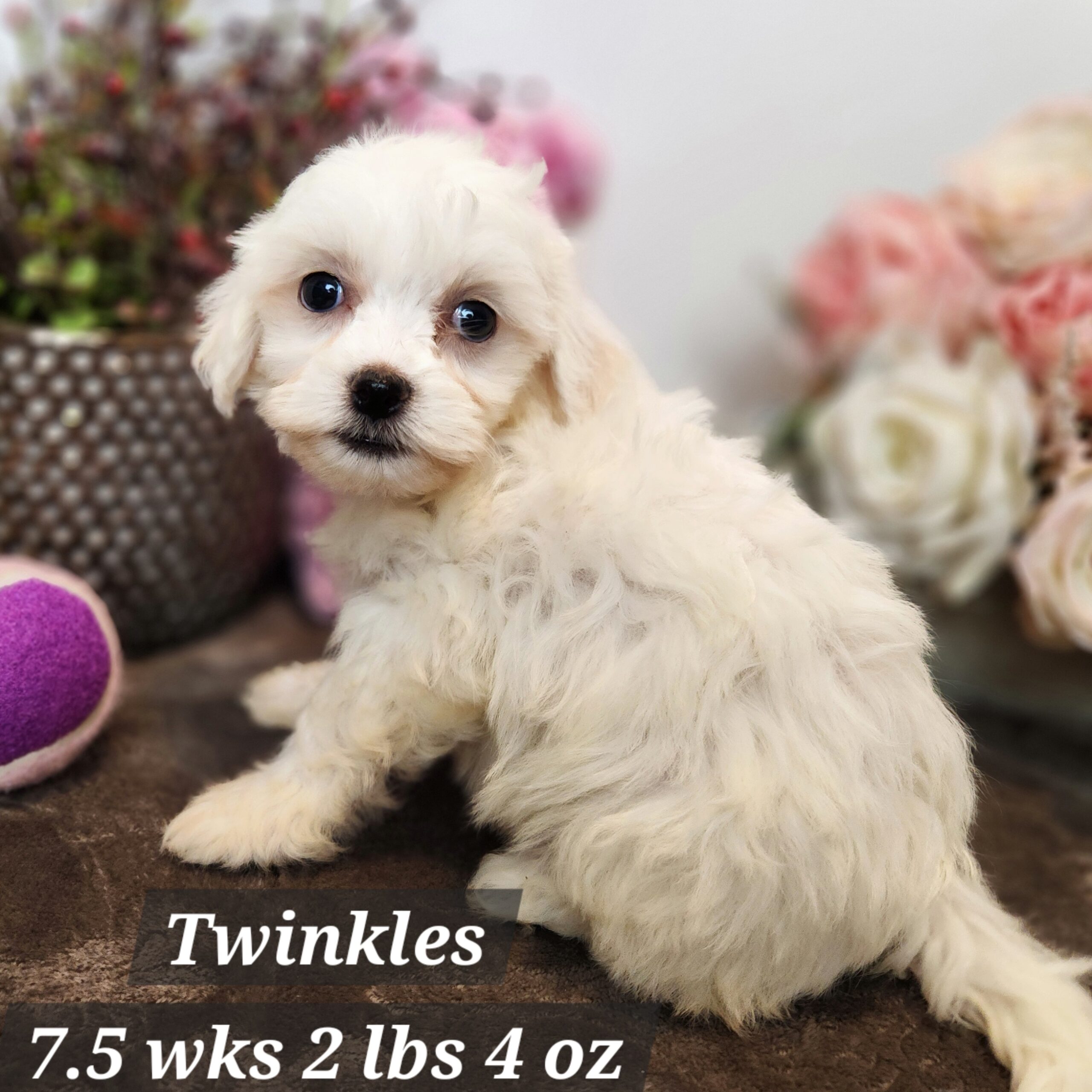 Mini Dachshund crossed with mini poodle cream male