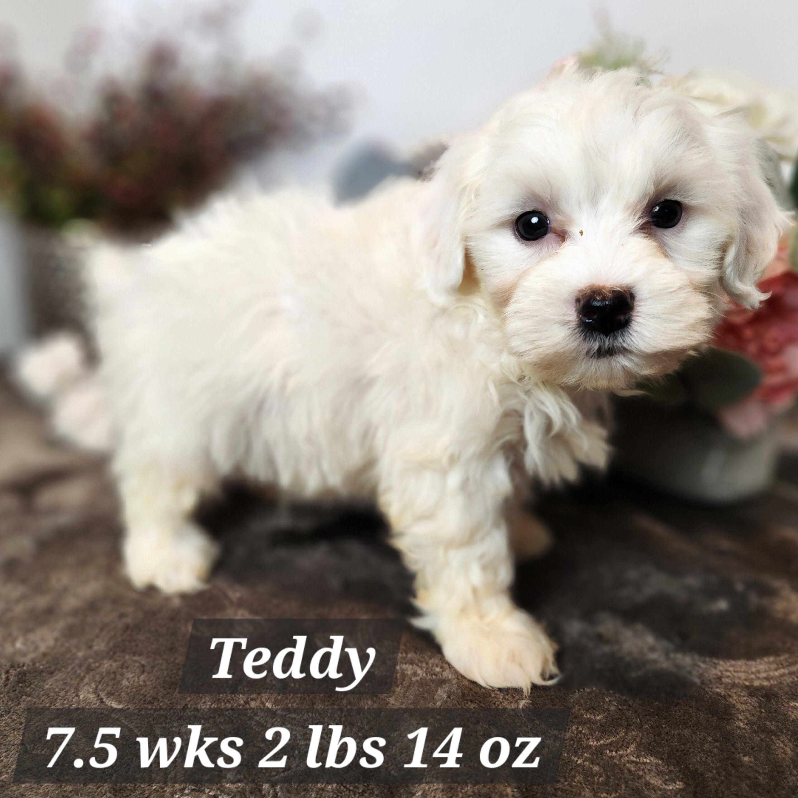 Mini Dachshund crossed with mini poodle cream male