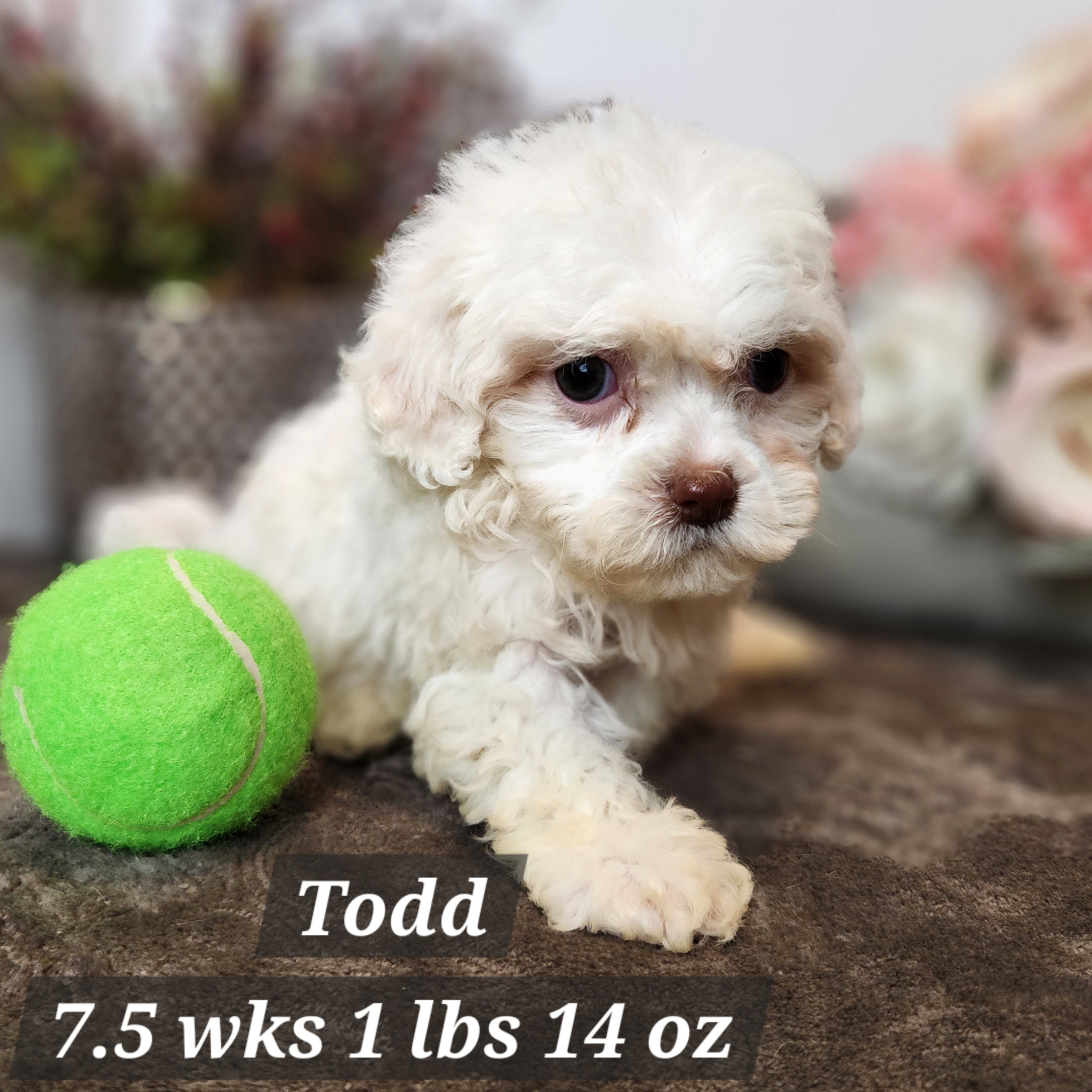 Mini Dachshund crossed with mini poodle cream male