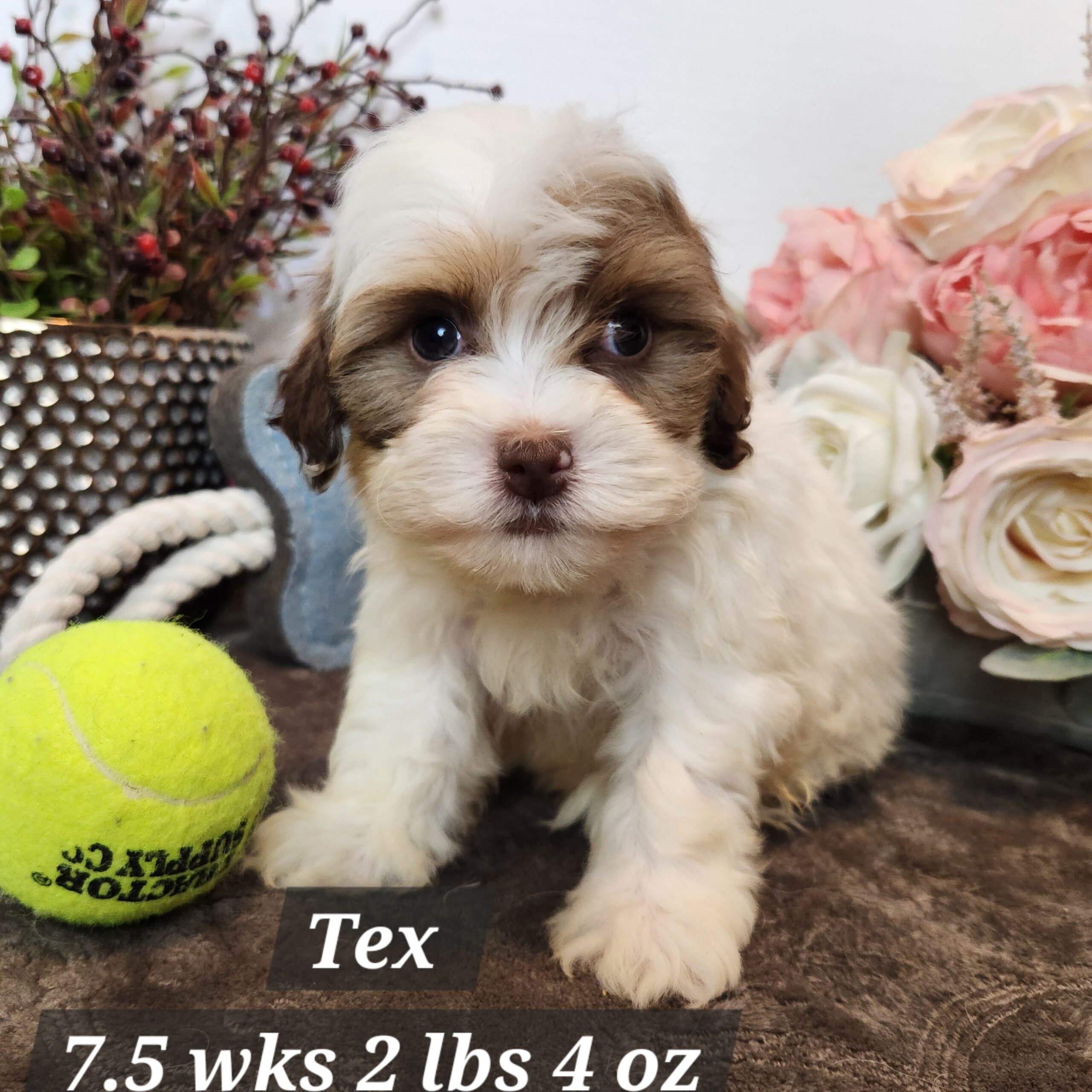 Mini Dachshund crossed with mini poodle cream male