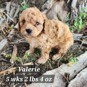 goldendoodle puppy in nebraska 