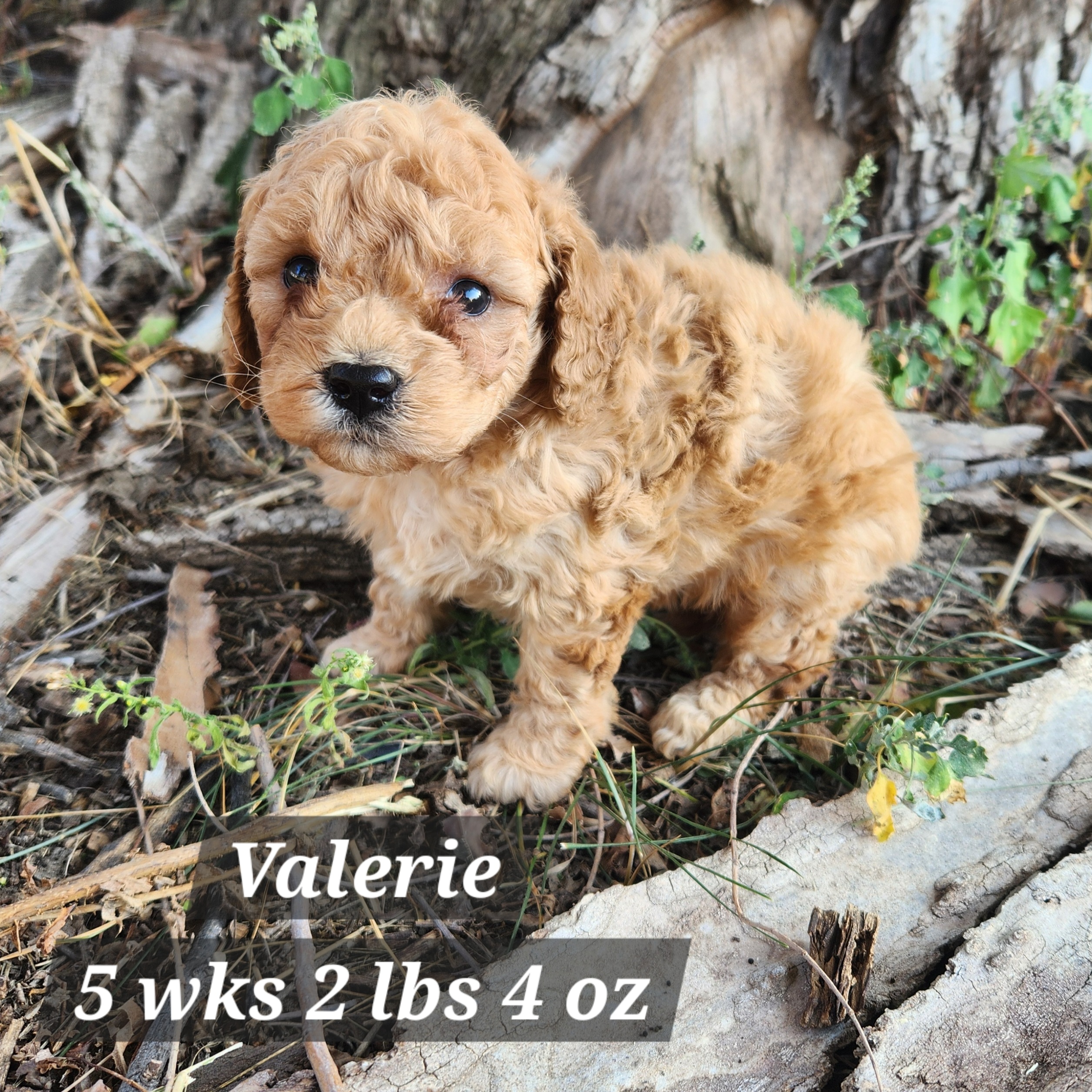 cream goldendoodle miniature