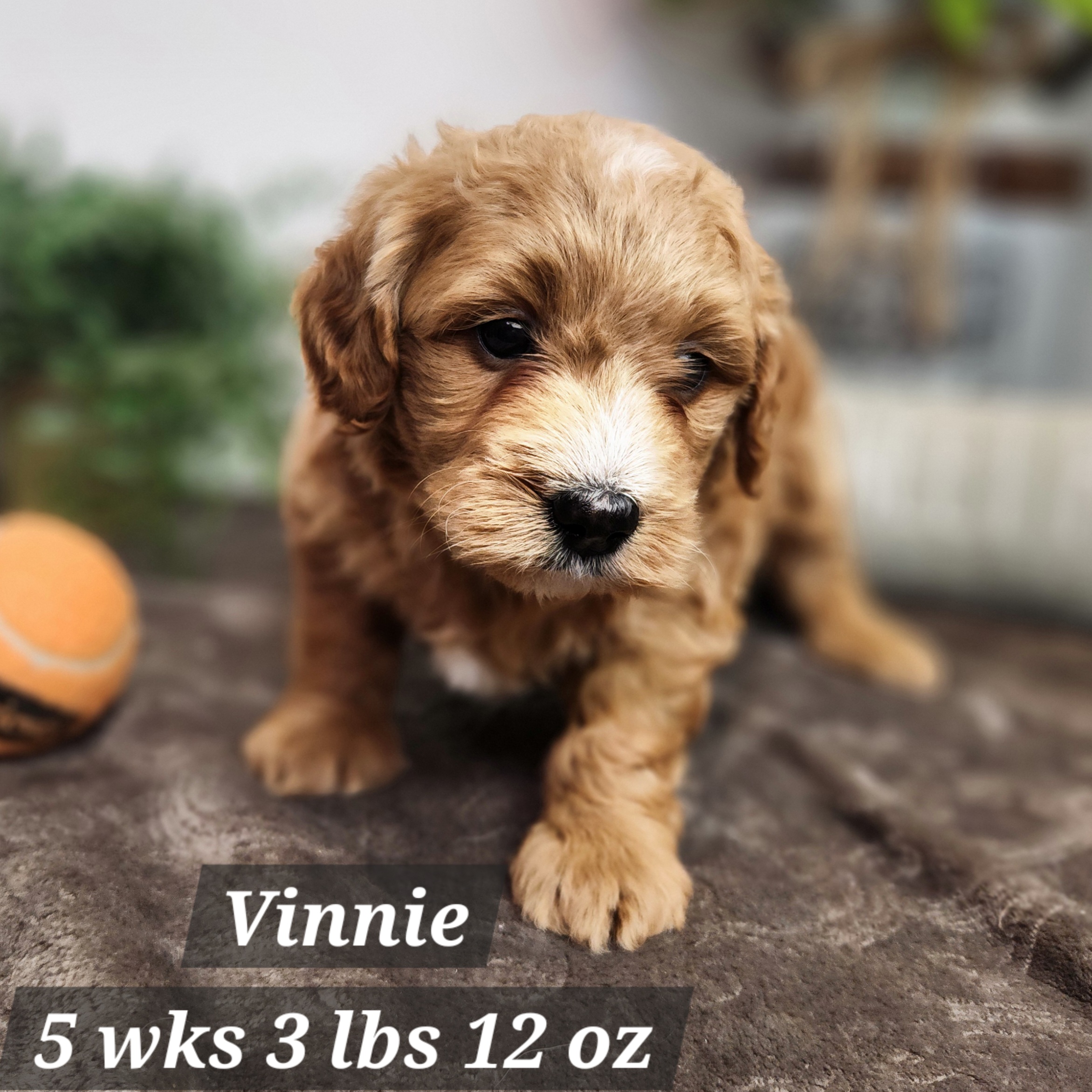 Goldend female miniature goldendoodle