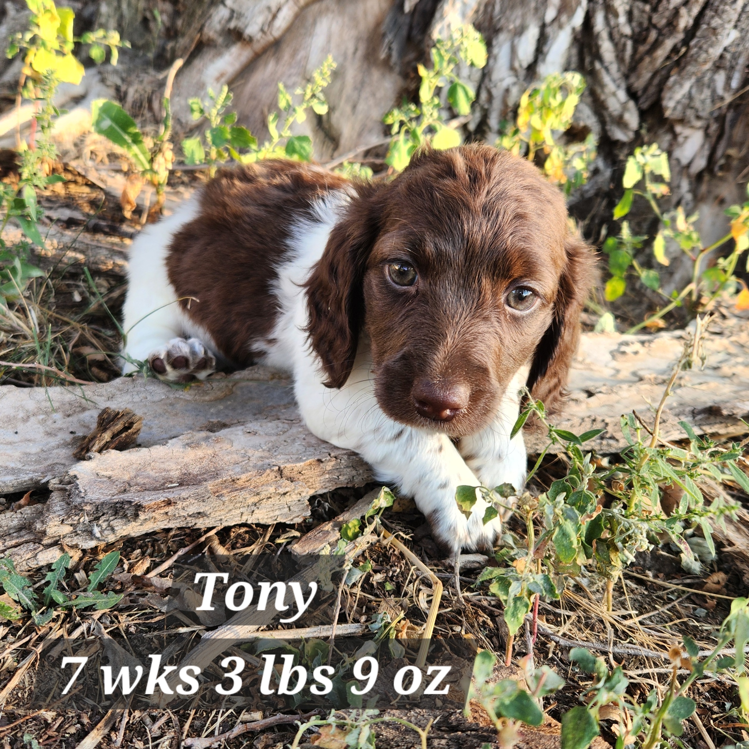 miniature dachshund chocolate white and tan pied in Nebraska<br />
