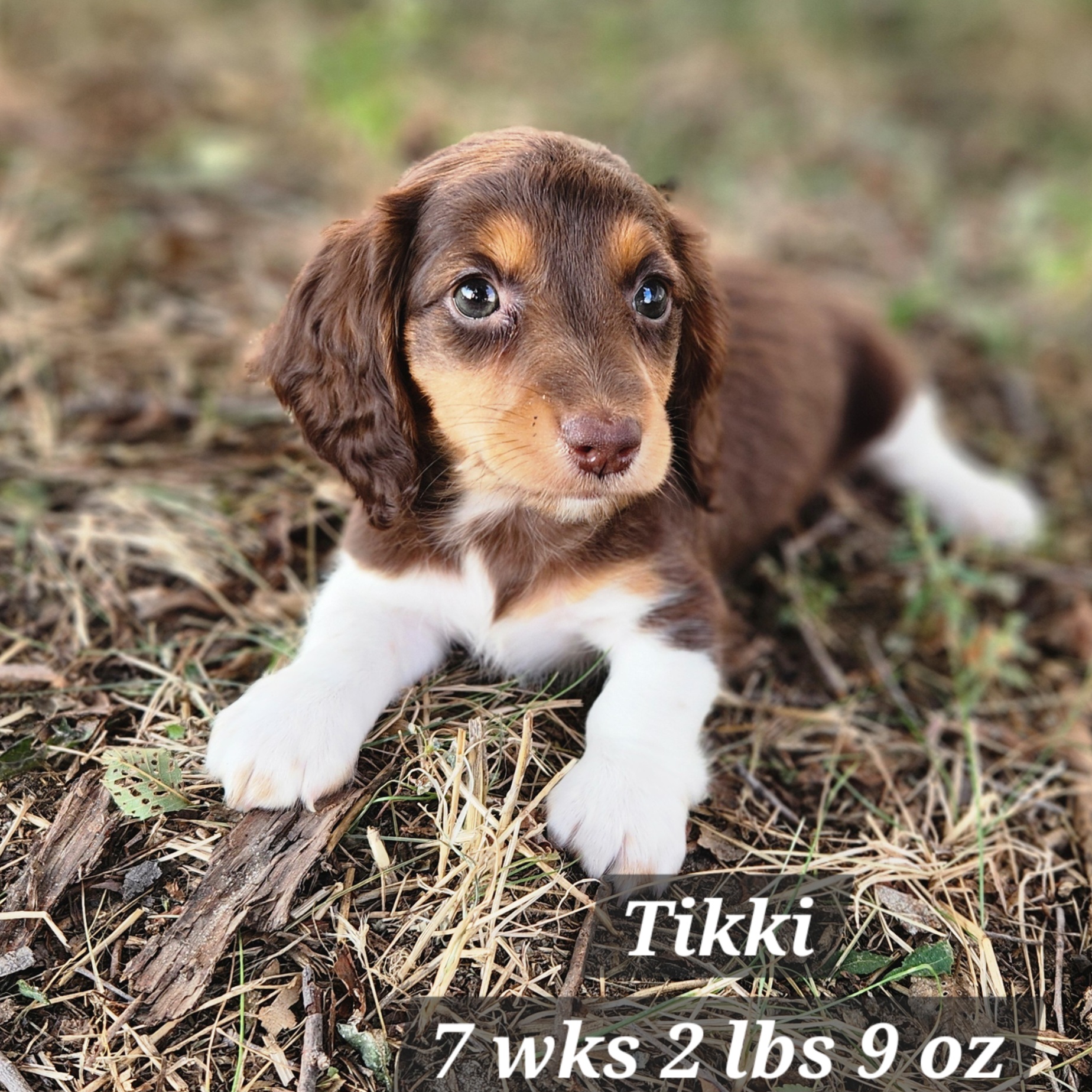 Miniature Dachshund long hair black white and tan female in Nebraska