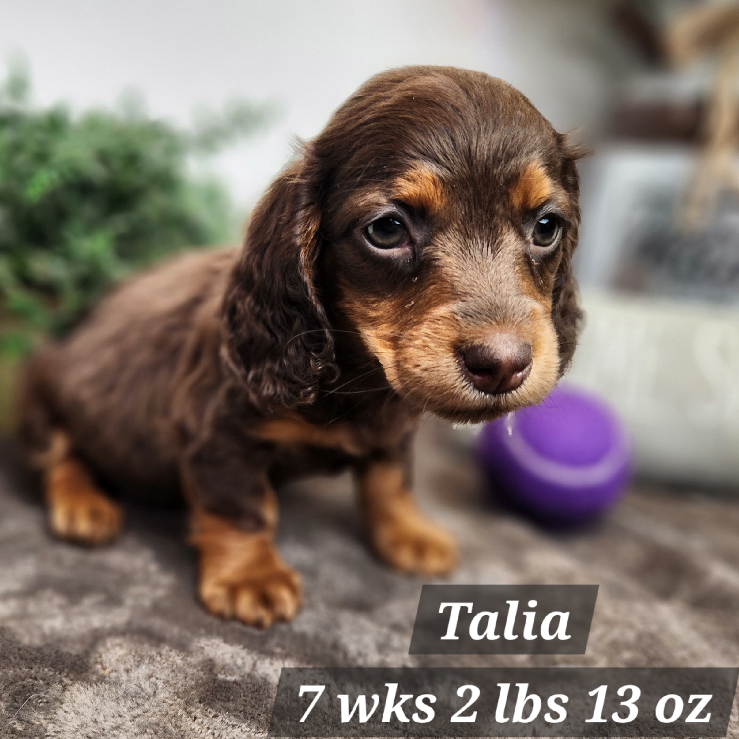 Miniature dachshund chocolate tan and long haired.