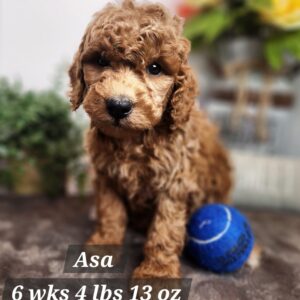 male goldendoodle puppy boy