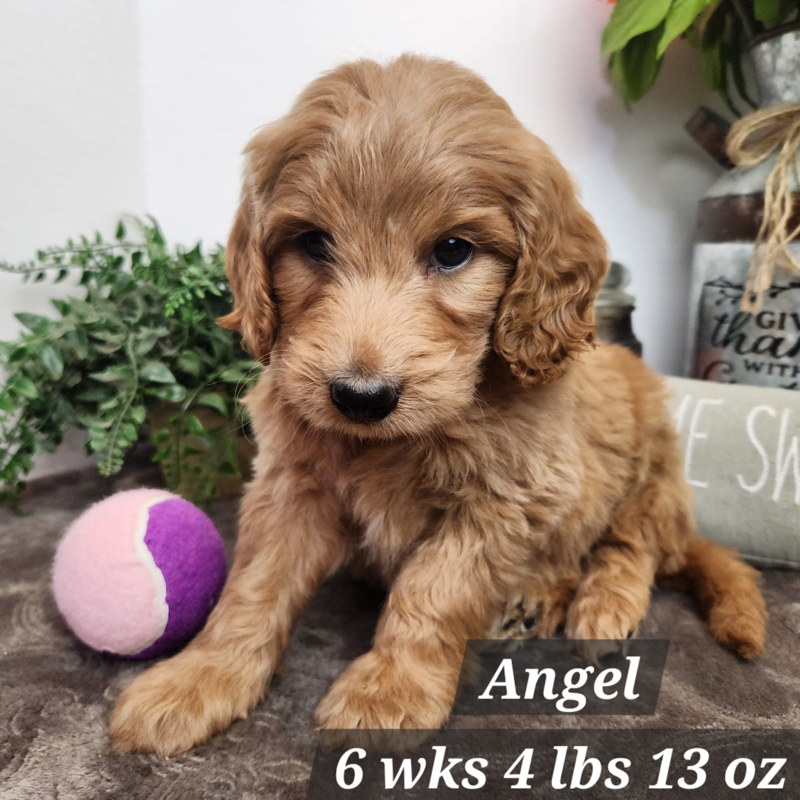 red male goldendoodle in Nebraska delivered through the united states