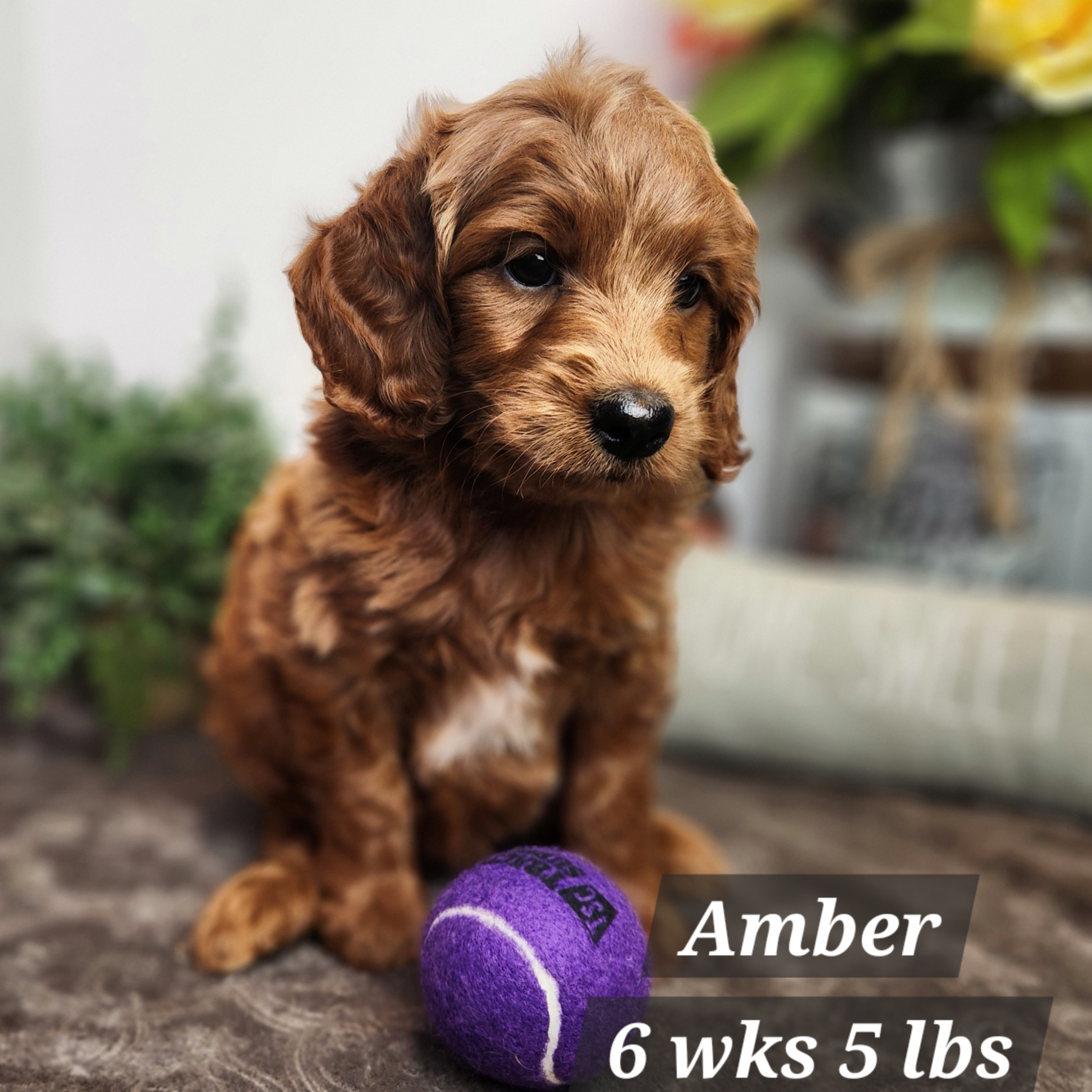 red male goldendoodle in Nebraska delivered through the united states