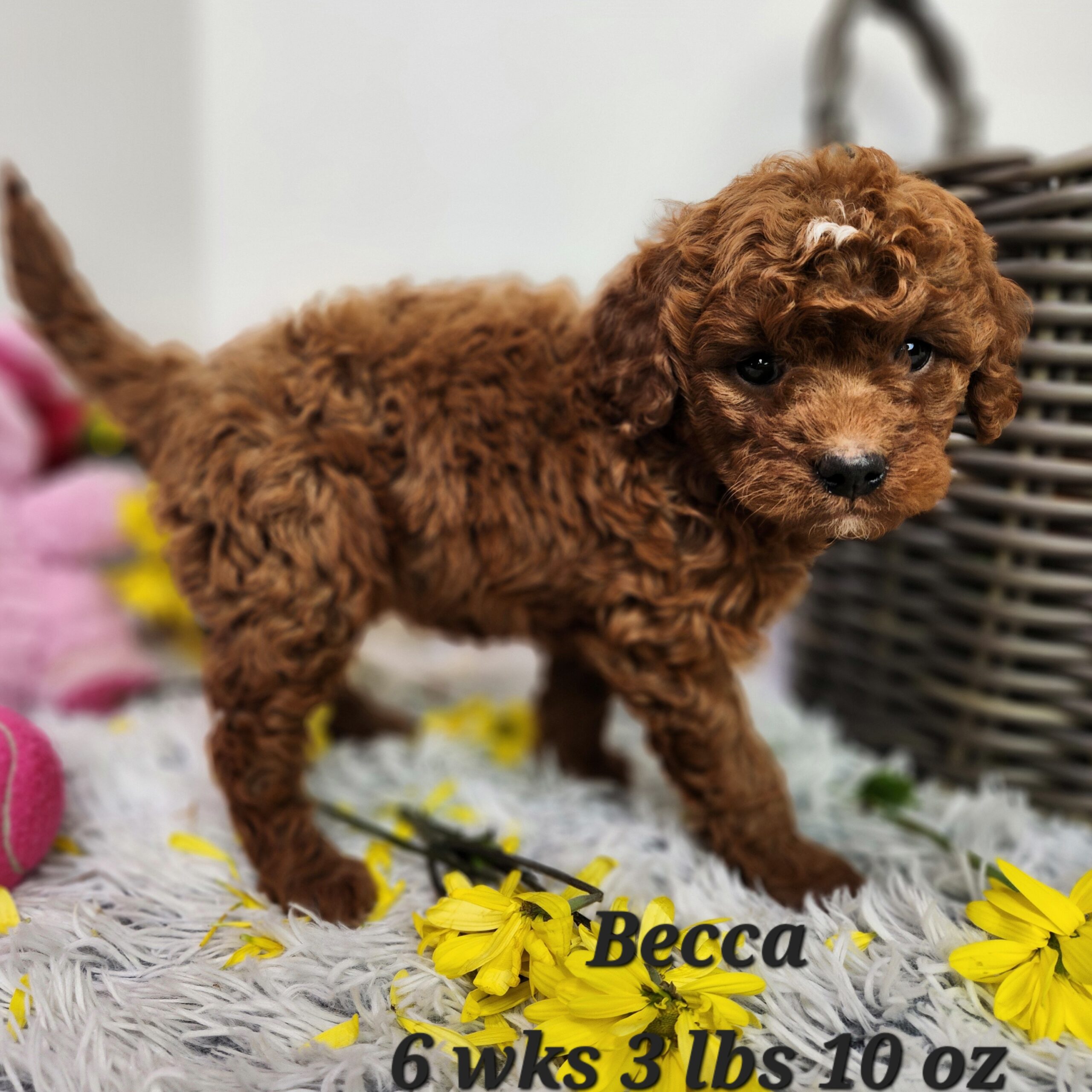 Female Red Mini Goldendoodle in Nebraska