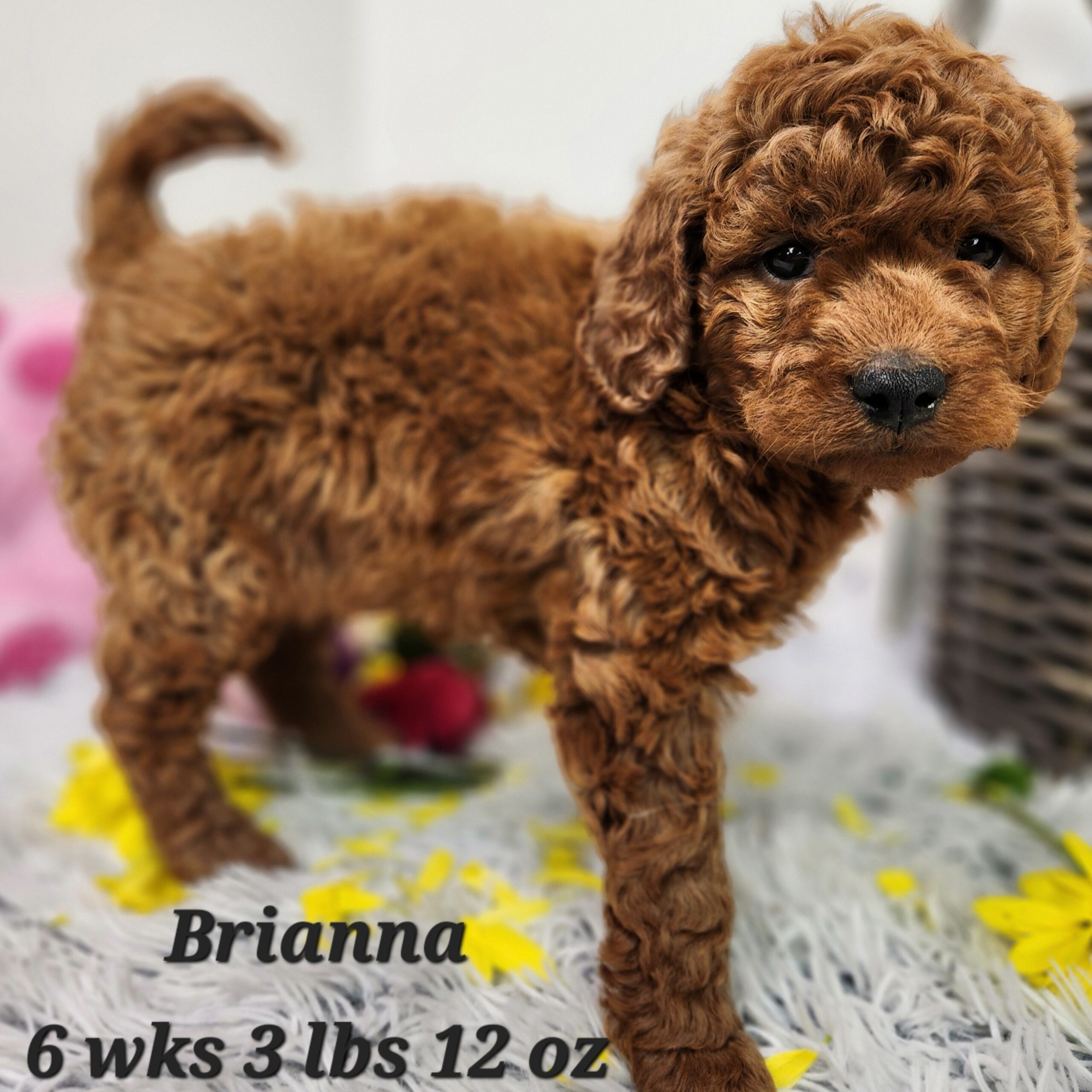 Female Red Mini Goldendoodle in Nebraska