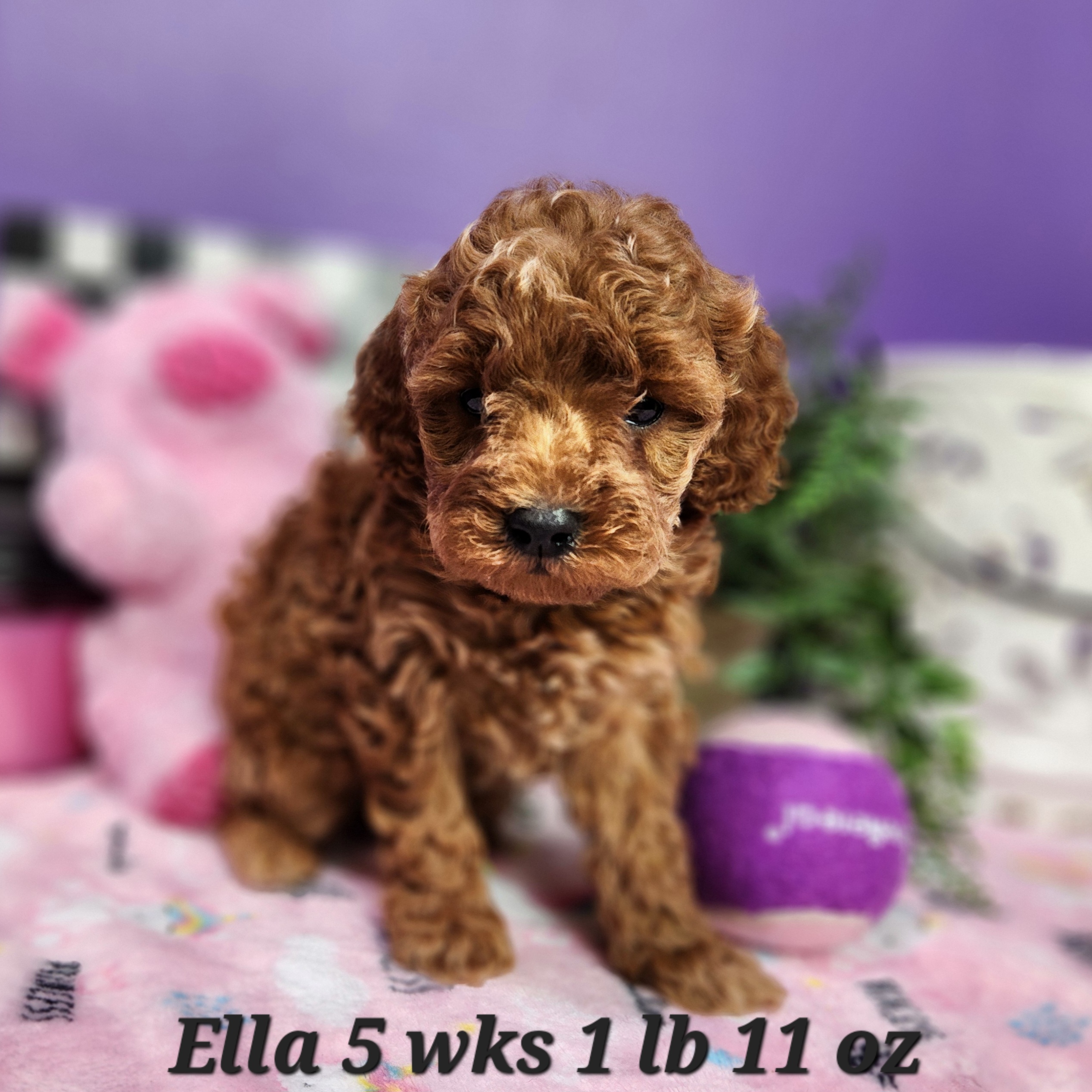 toy female red poodle nebraska