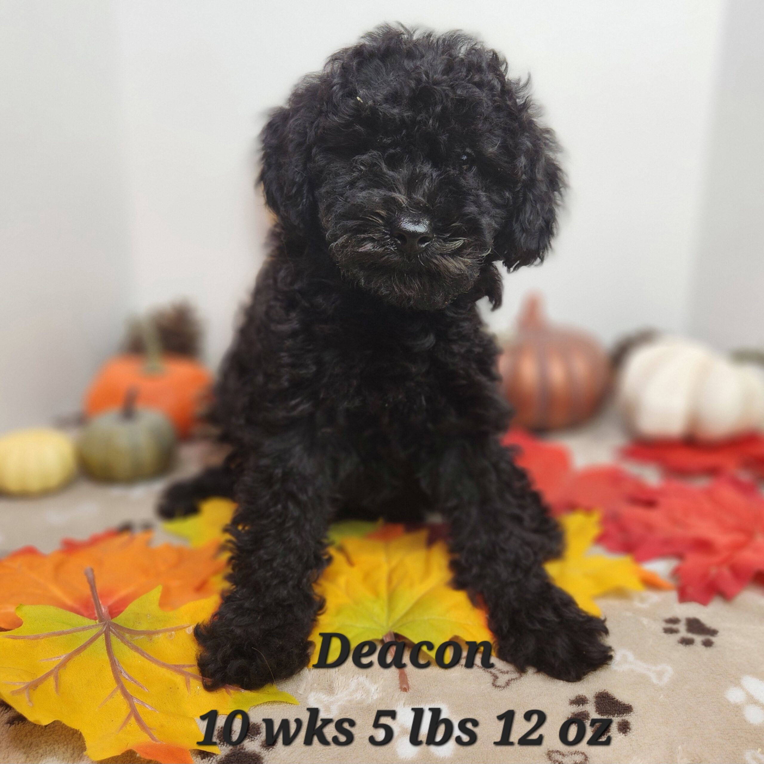 australian shepherd blue merle and white aussiedoodle aussiepoo