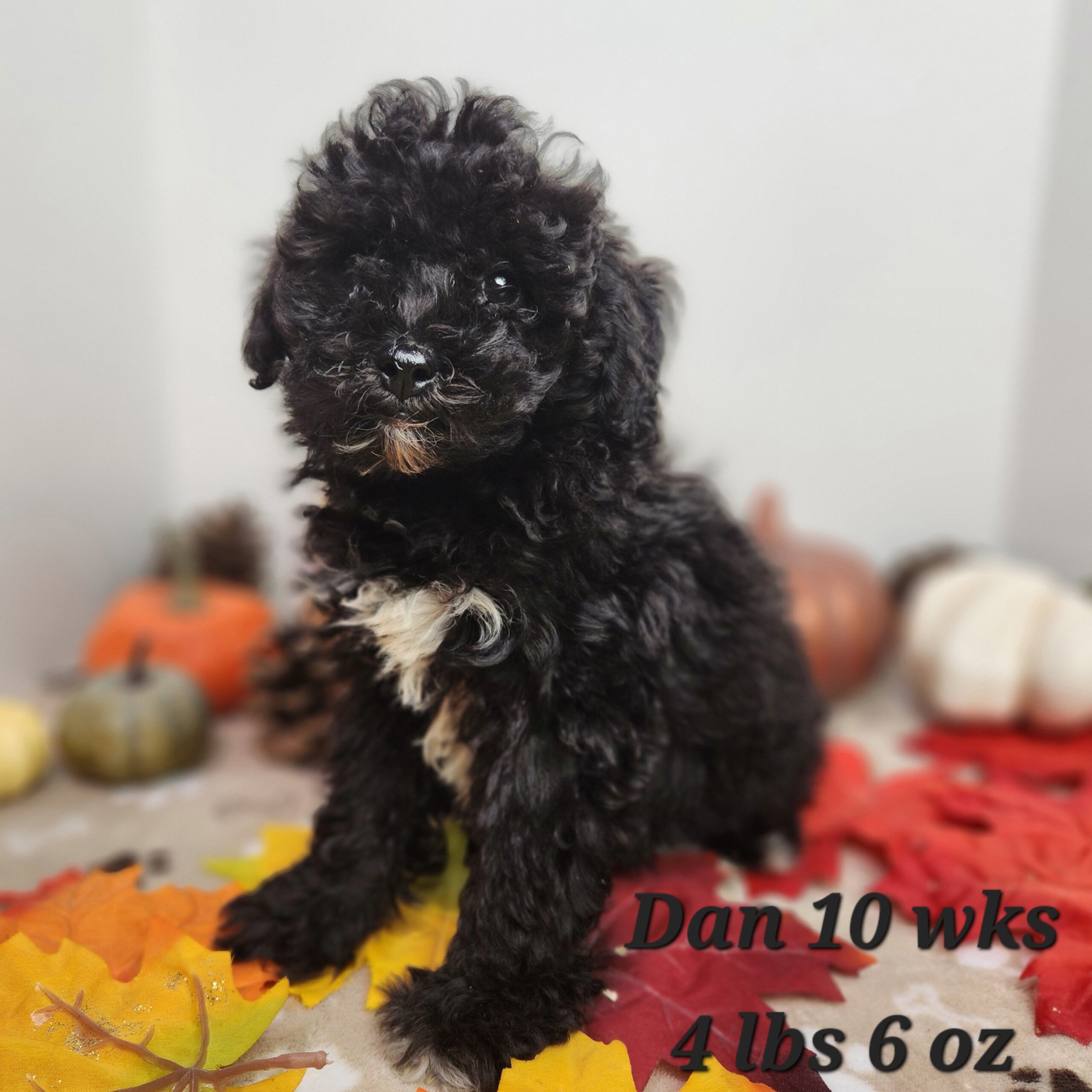 australian shepherd blue merle and white aussiedoodle aussiepoo