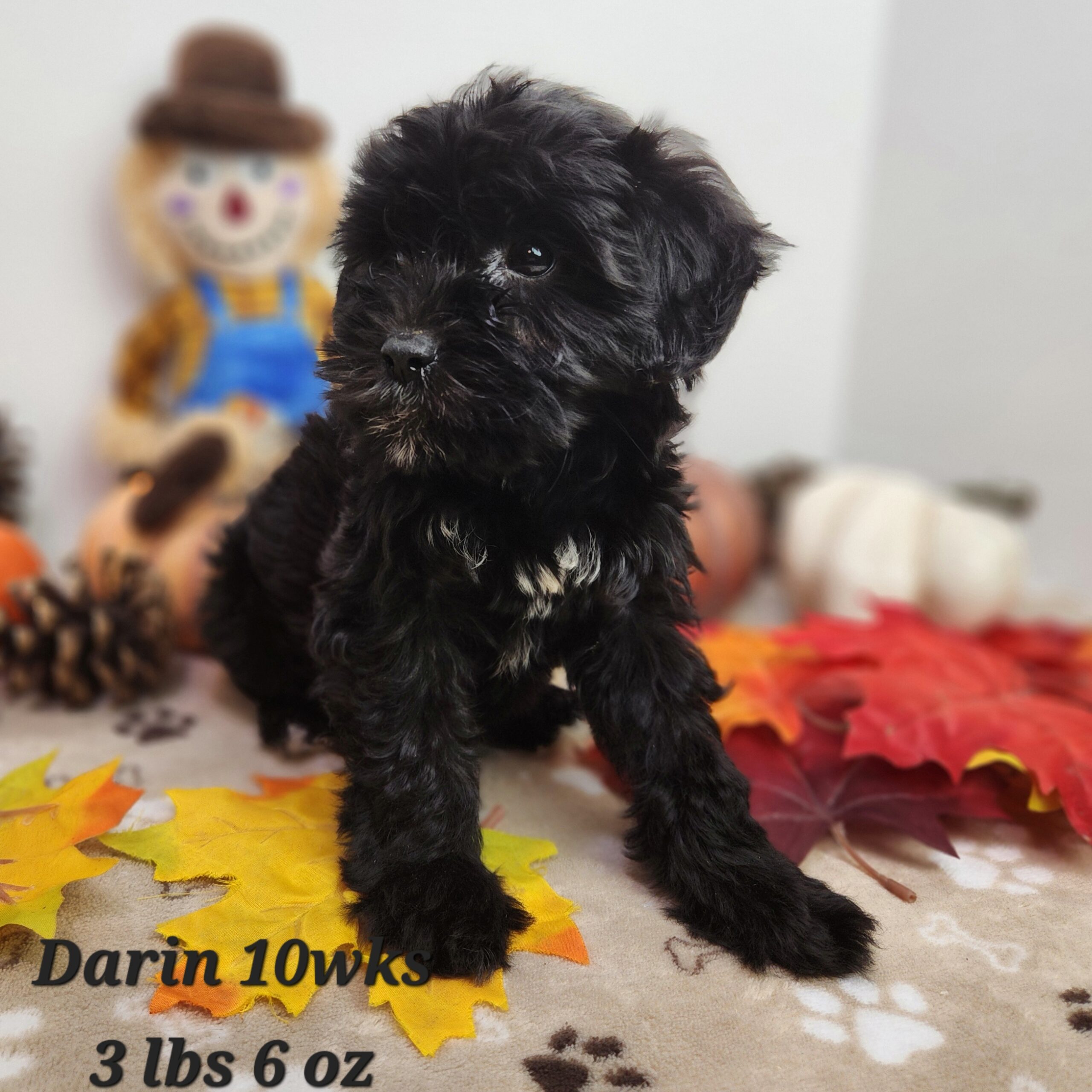 australian shepherd blue merle and white aussiedoodle aussiepoo