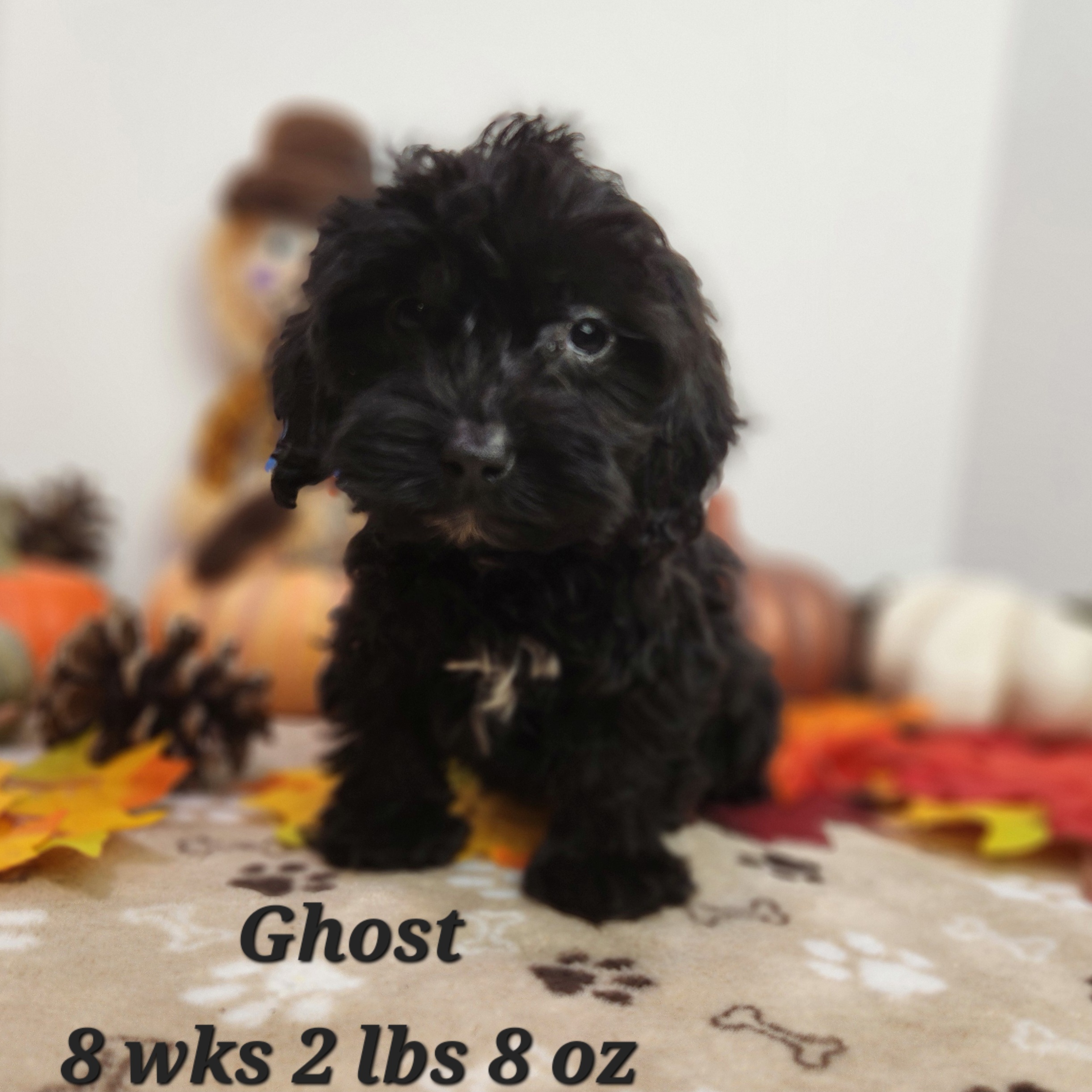 doxiepoo female cream color