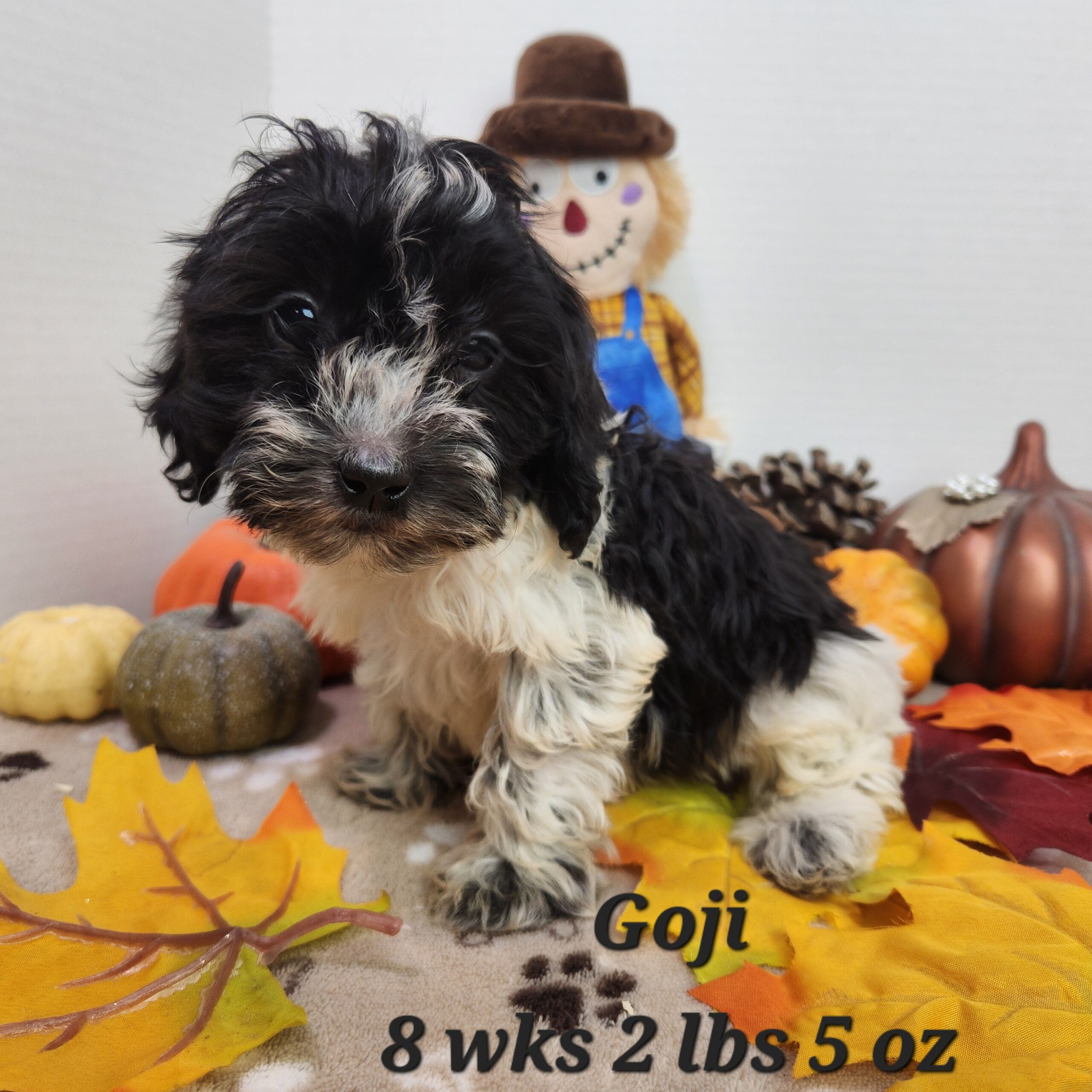 Dachshund and poodle mix.  This doxiepoo is a black male