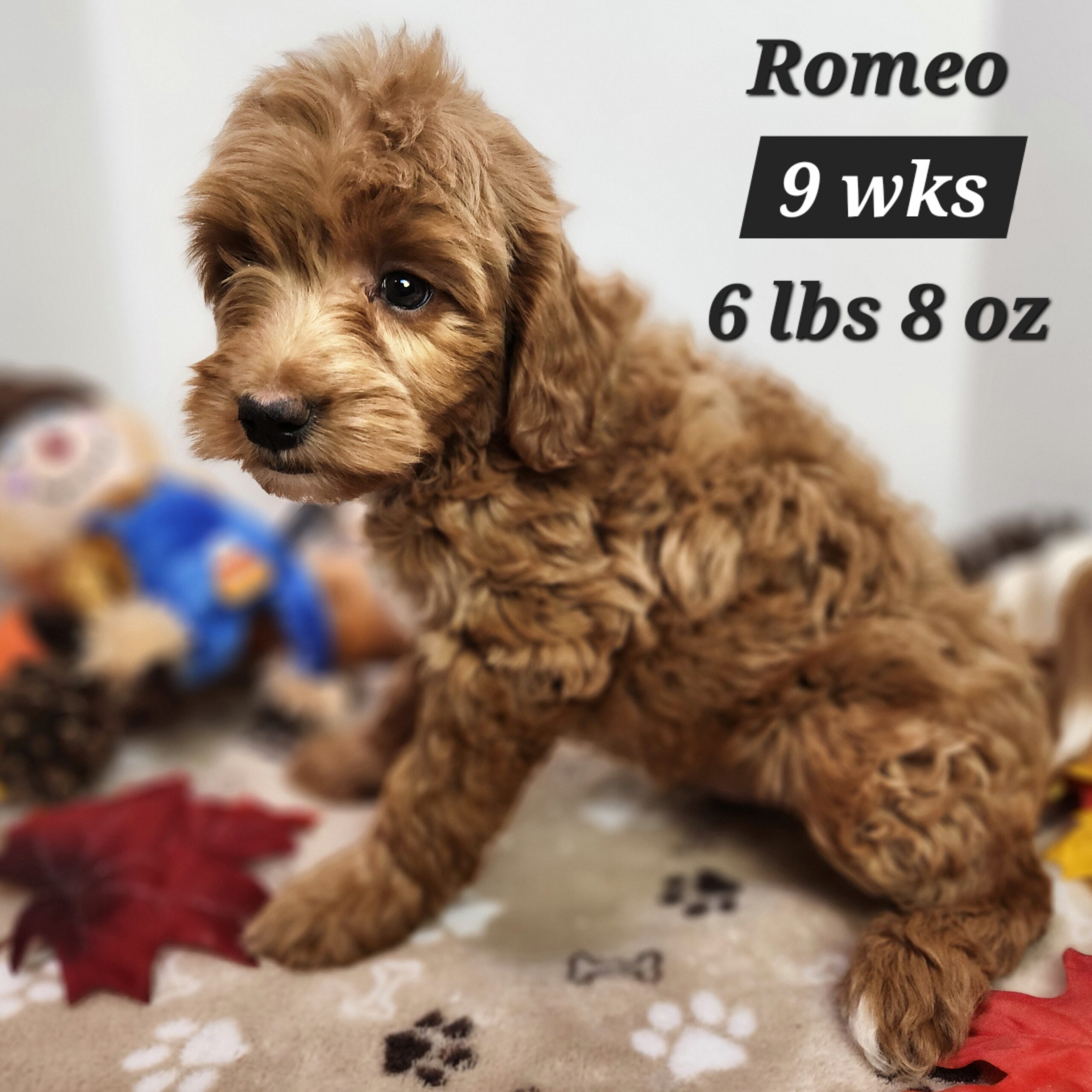 red male goldendoodle in Nebraska delivered through the united states