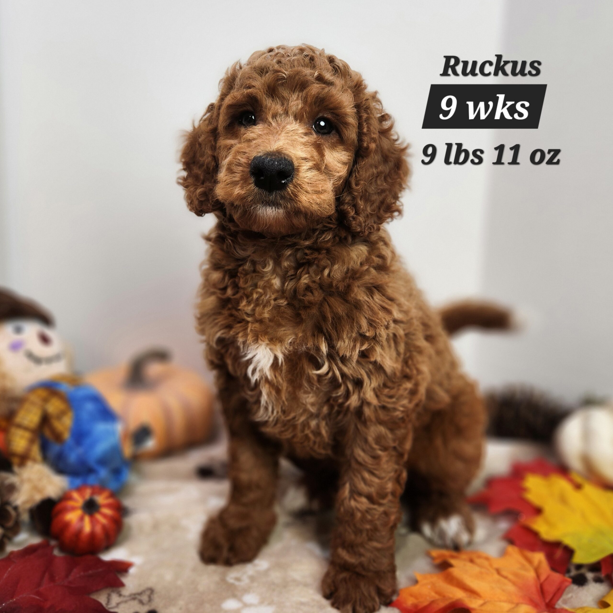 red male goldendoodle in Nebraska delivered through the united states