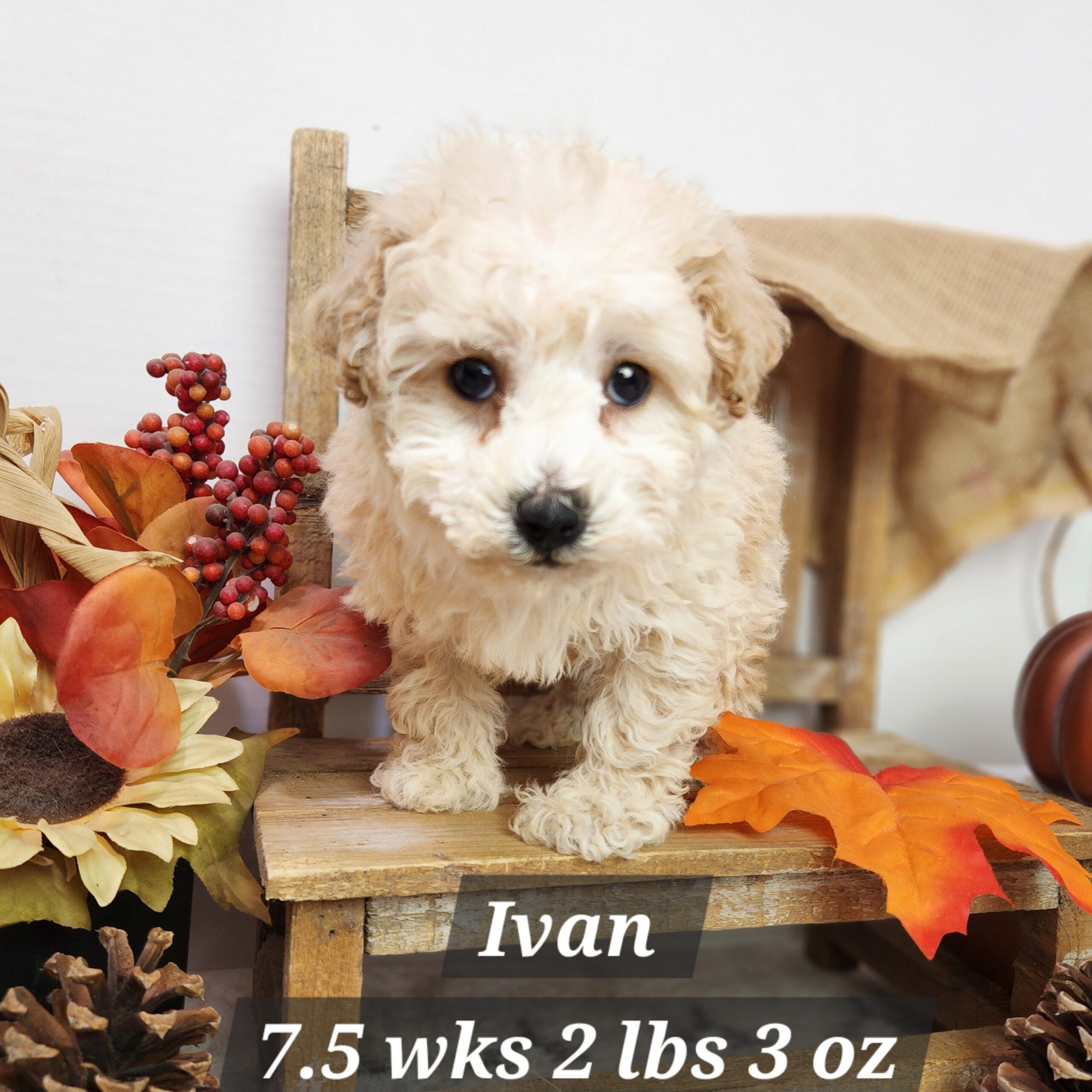 a small white dog sitting on a small wooden chair with fall leaves and pumpkins