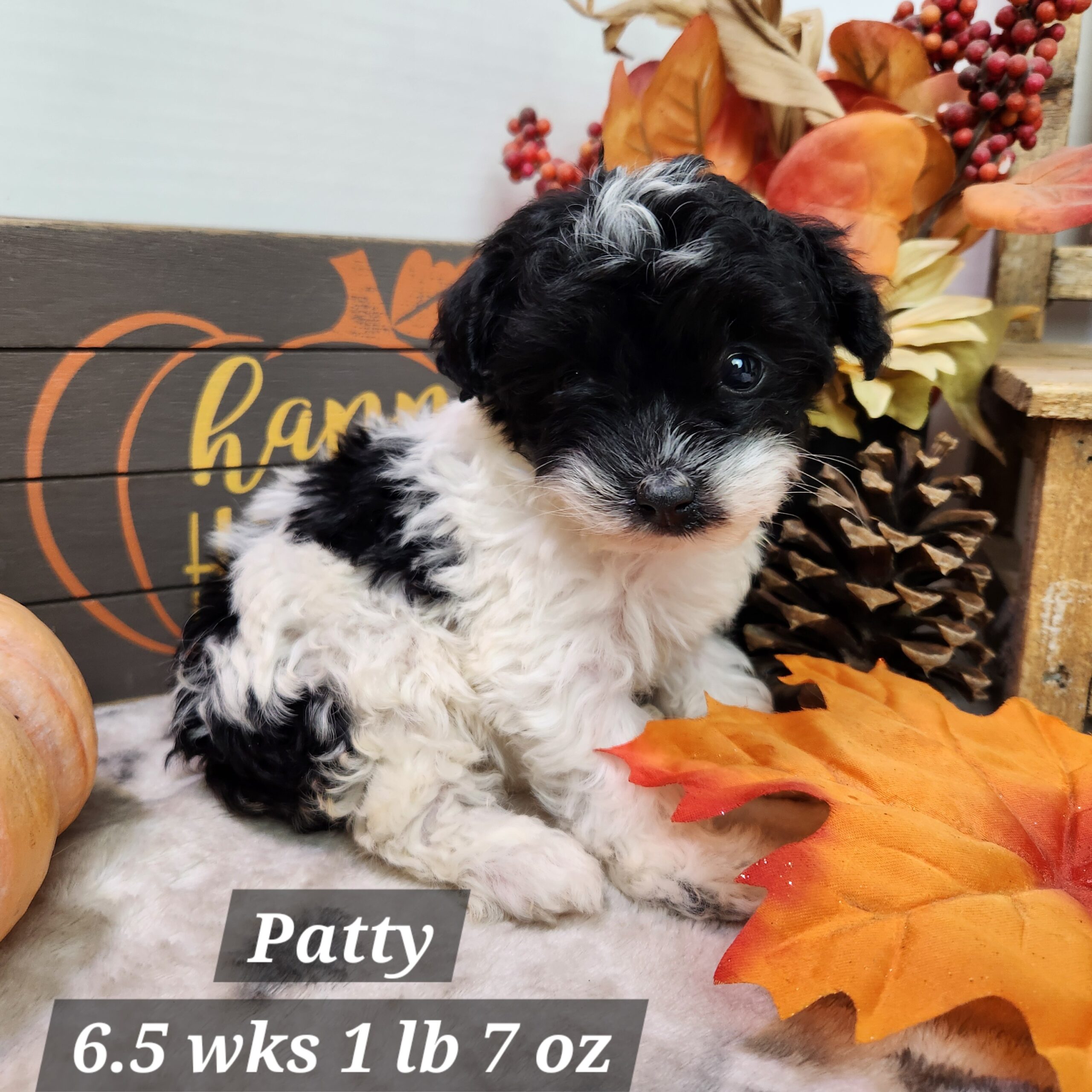 a black and white puppy with pumpkins and leaves