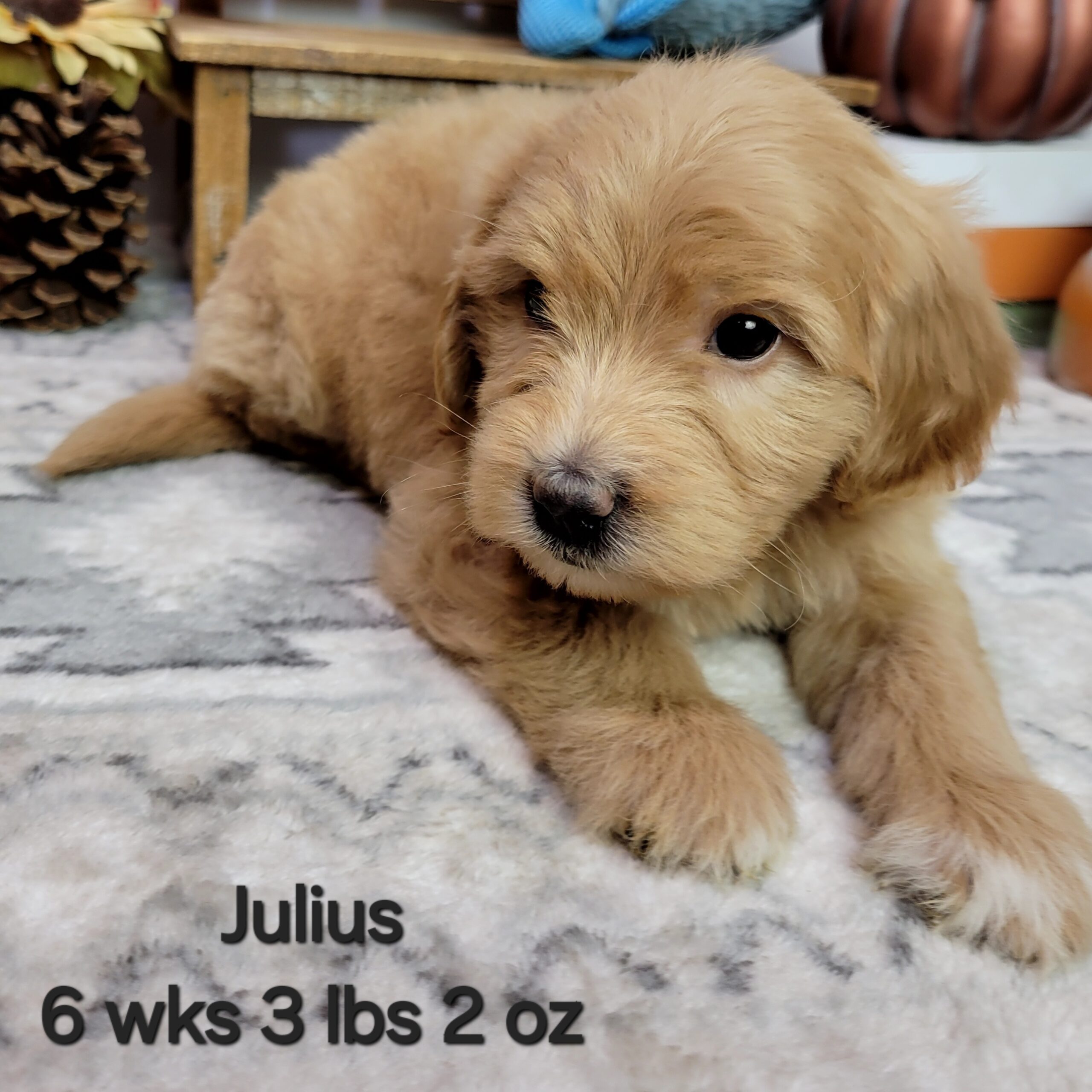 Female Red Mini Goldendoodle in Nebraska