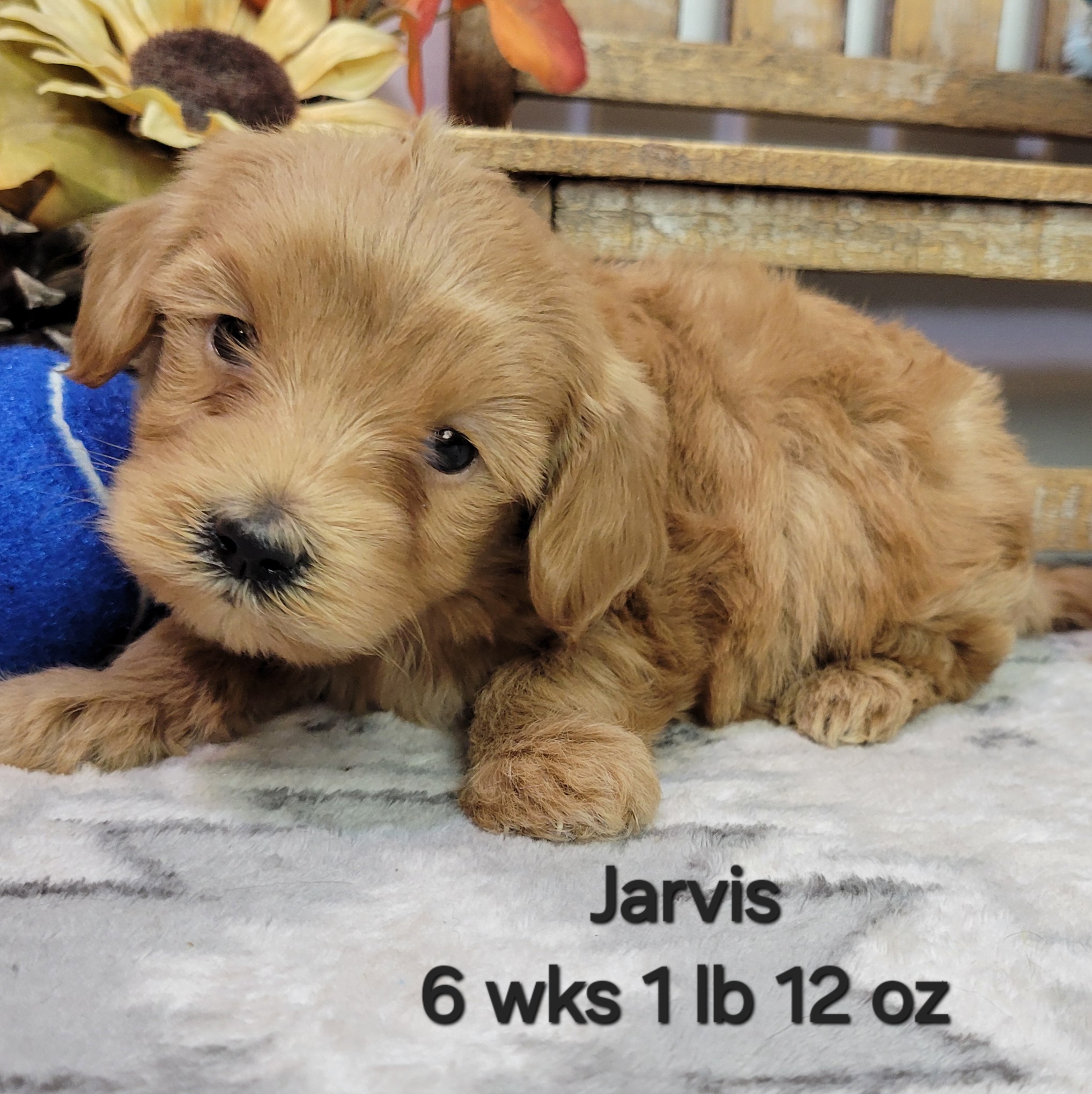 Female Red Mini Goldendoodle in Nebraska