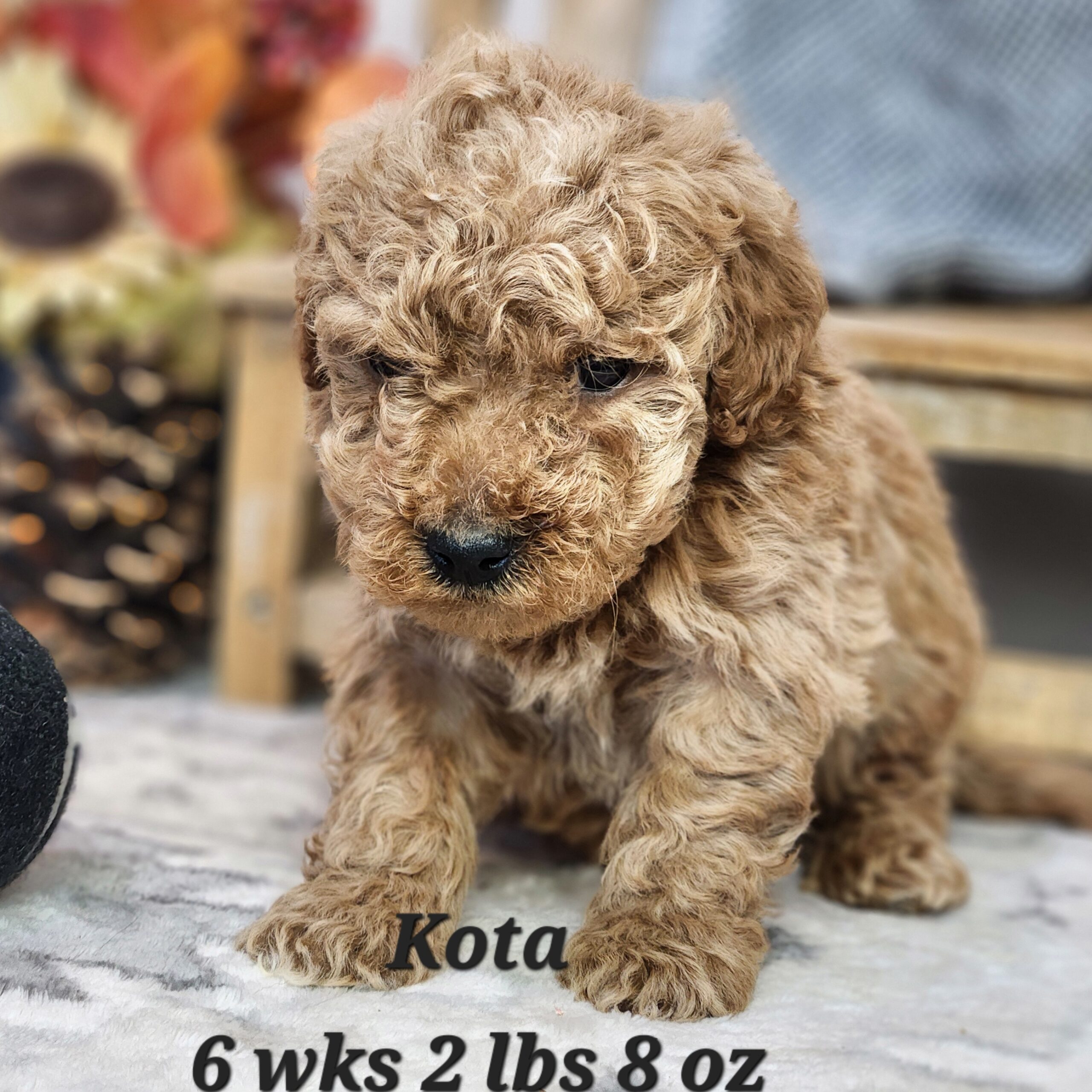 Female Red Mini Goldendoodle in Nebraska